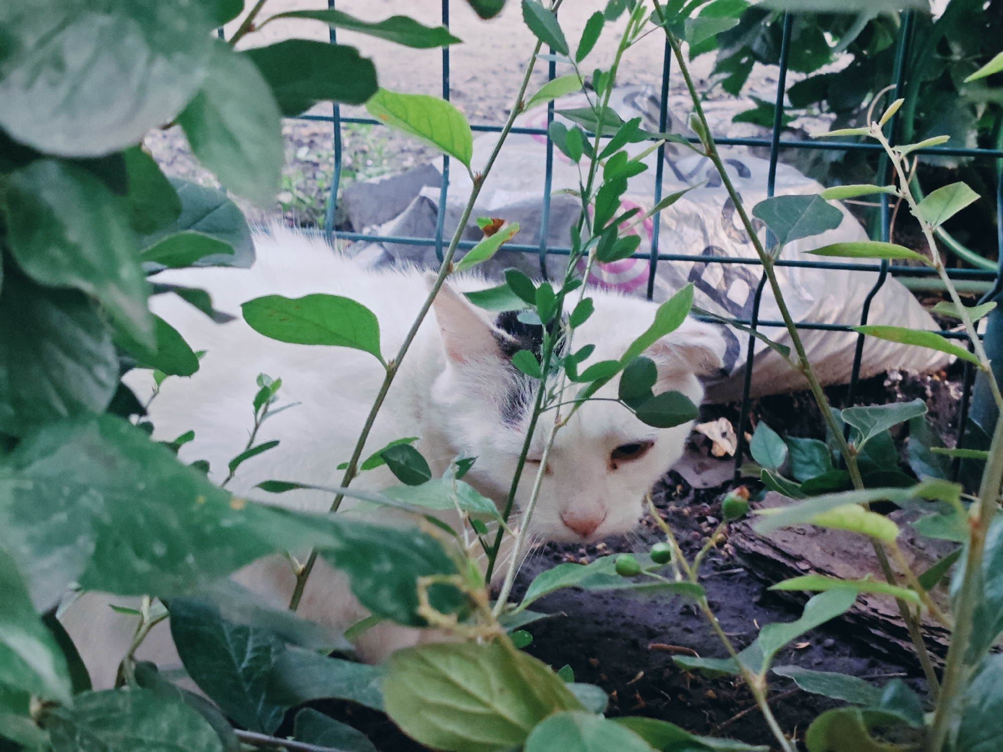 A white cat with black markings on its head is partially obscured by green foliage in a residential outdoor setting. The cat is lying down with its head lowered and eyes partially closed, looking to its right. In the background, a wire mesh fence is visible, behind which are plastic bags and debris, suggesting a somewhat unkempt area. The ground appears to be soil and small rocks. The scene is suggestive of a backyard or an alleyway in the village of Podsteрki, Russia.