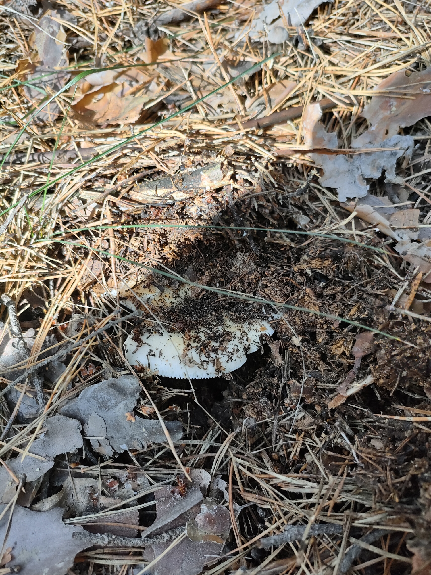 The image shows a mushroom pushing through the forest floor in Yuzhnyy, Russia. The mushroom has a white cap with a serrated edge, and it is partially covered in dark soil and pine needles. The surrounding environment consists of dry pine needles, fallen leaves, twigs, and some green grass. The lighting suggests it is daytime, with shadows indicating sunlight filtering through trees. There are no people or animals visible in the image.