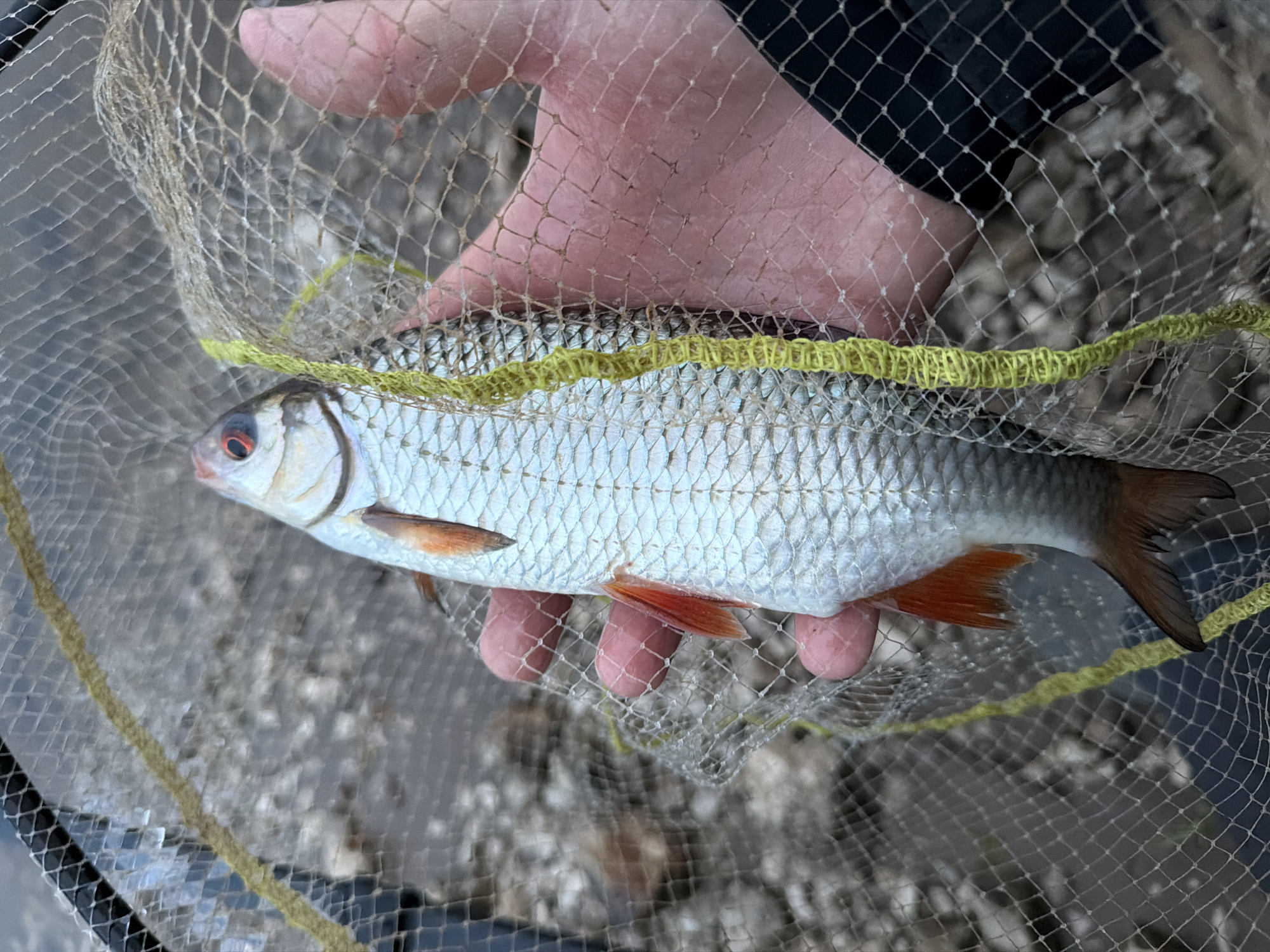 The image presents a close-up view of a freshwater fish, likely a Roach or a similar cyprinid species, held within a fishing net by a person's hand. The fish is approximately 20-30 cm long, featuring bright silver scales, a slightly darker back, and a white underside. Its most striking features are its vibrant red-orange fins (pectoral, pelvic, and anal fins) and a distinct red eye with a black pupil.
A person's hand, characterized by fair skin, is visible through the mesh of the net, supporting the fish from underneath. The fingers are spread, pressing gently against the fish's body. A dark, possibly fabric, element is visible behind the hand, which could be part of a sleeve or glove.
The net itself is made of a light-colored, coarse mesh material, allowing clear visibility of the fish. A bright yellow, textured cord or trim is woven into sections of the net, running horizontally across the image.
The background is intentionally blurred, depicting indistinct tones of grey, brown, and black, suggestive of natural ground such as pebbles, gravel, or dirt. This setting indicates an outdoor environment, possibly a riverbank or shoreline in Noviy, Russia, where fishing activities commonly take place. The lighting appears natural and consistent with daytime. There is no visible text in the image. The overall scene captures a moment during fishing, where a catch is being handled.