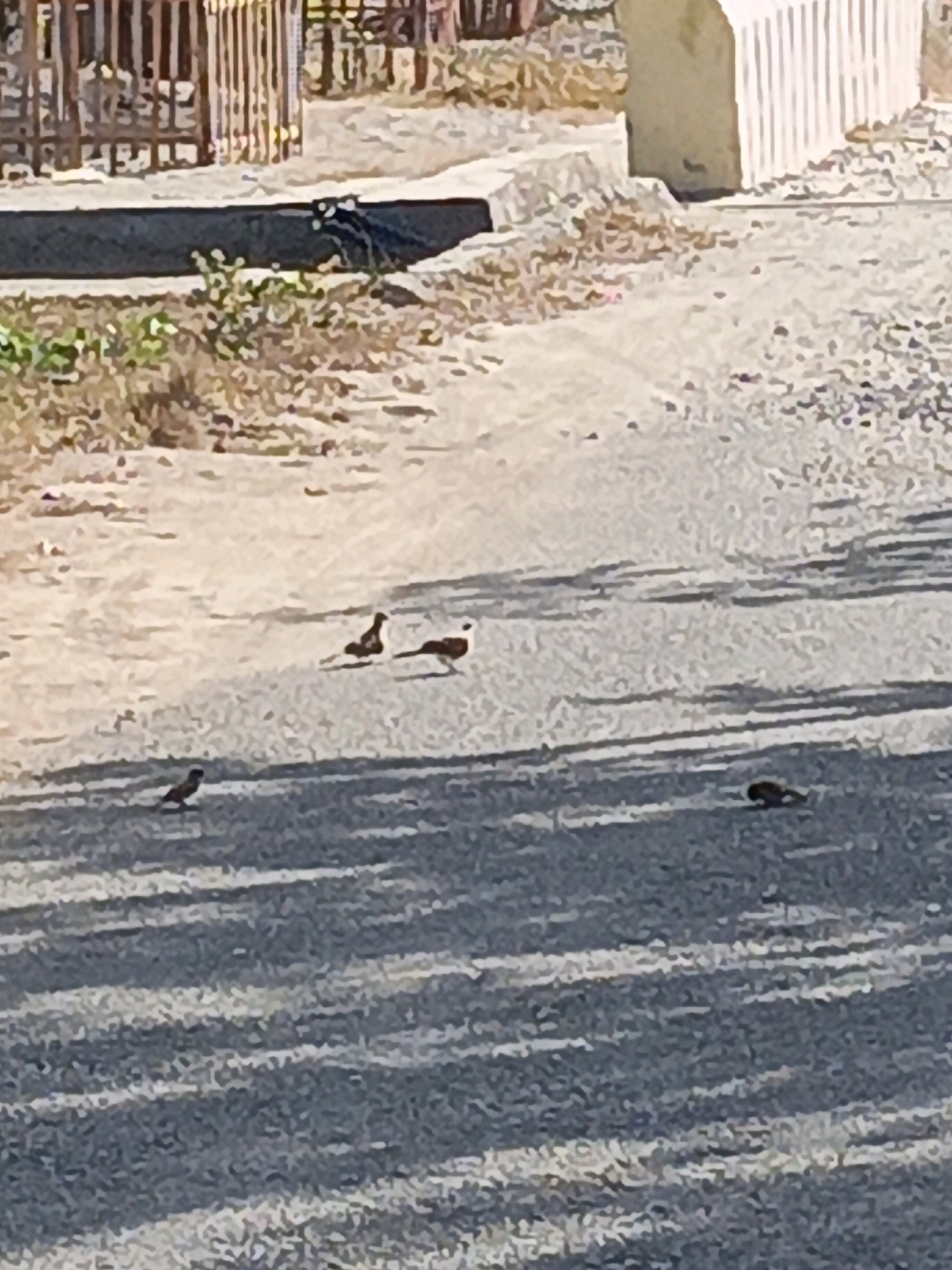 The image shows a ground-level view of a sparsely vegetated area with a paved surface, possibly a road or pathway, casting shadows. In the foreground, there are at least three small birds scattered on the ground. One bird is positioned on the left, facing left. Another bird is in the middle, facing left. To the right of the middle bird, there are two more birds, one with a longer tail, appearing to be together. Further to the right, near the middle of the frame, a dark-colored object, possibly another bird or debris, is visible. In the background, there is a low, dark structure, possibly a drainage channel or planter box, with some dry vegetation. Behind that, a wooden fence with vertical slats is visible, and beyond that, a light-colored, textured structure with vertical lines, possibly a building or wall. The lighting suggests it is daytime, with shadows indicating the sun's position. The scene is located in Bulukumba, Indonesia.