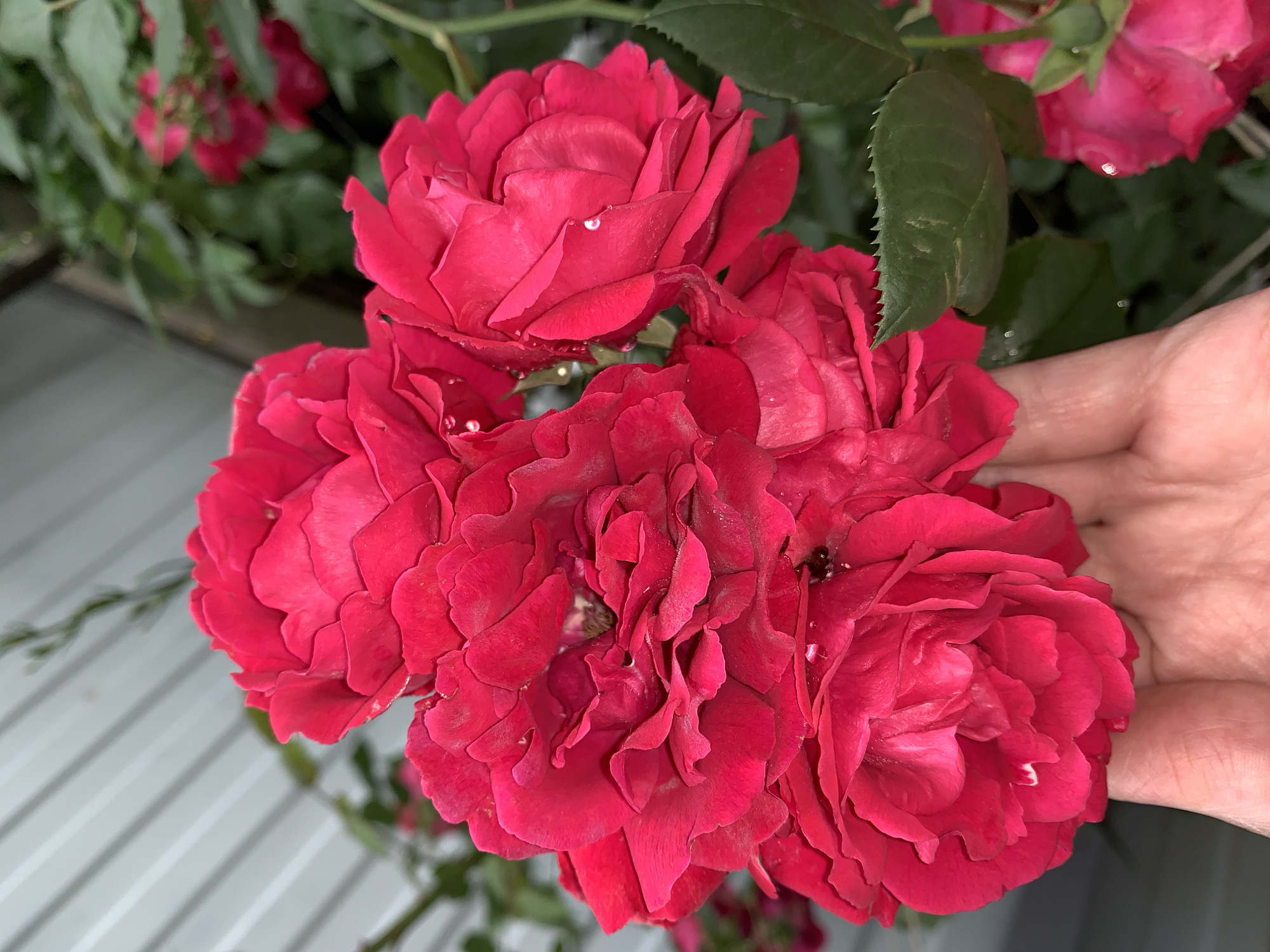 A close-up shot shows a cluster of vibrant red roses, some with water droplets on their petals, held in someone's hand. Green foliage and other roses are visible in the blurred background. The location and specific city are not identifiable from the image.
