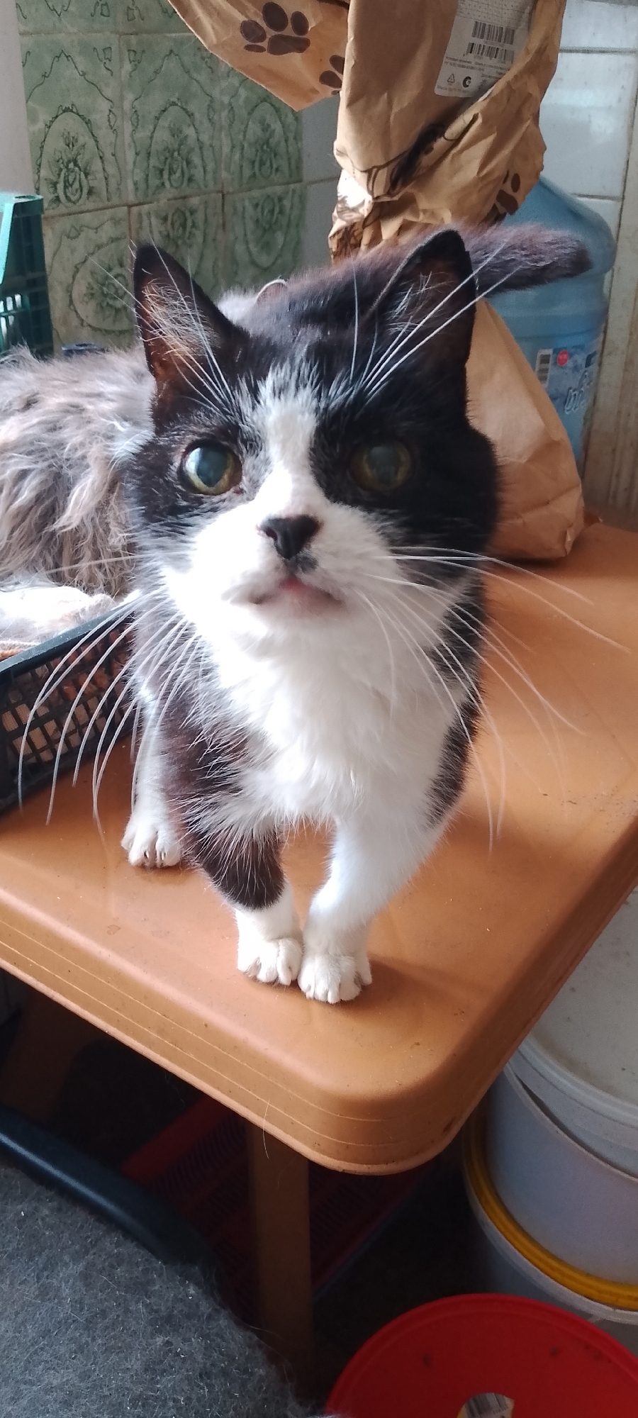 A black and white cat stands on a brown plastic surface. The cat is facing forward and looking at the camera. It has green eyes and white whiskers. The cat's fur is black and white, with black patches on its head and back, and white on its chest and paws. In the background, there is a blue plastic bottle and a brown paper bag with paw prints on it. To the left of the cat, there is a green plastic crate. The scene appears to be indoors, possibly in a kitchen or storage area, as suggested by the tiled wall and containers. The location is identified as Belgorod, Russia.