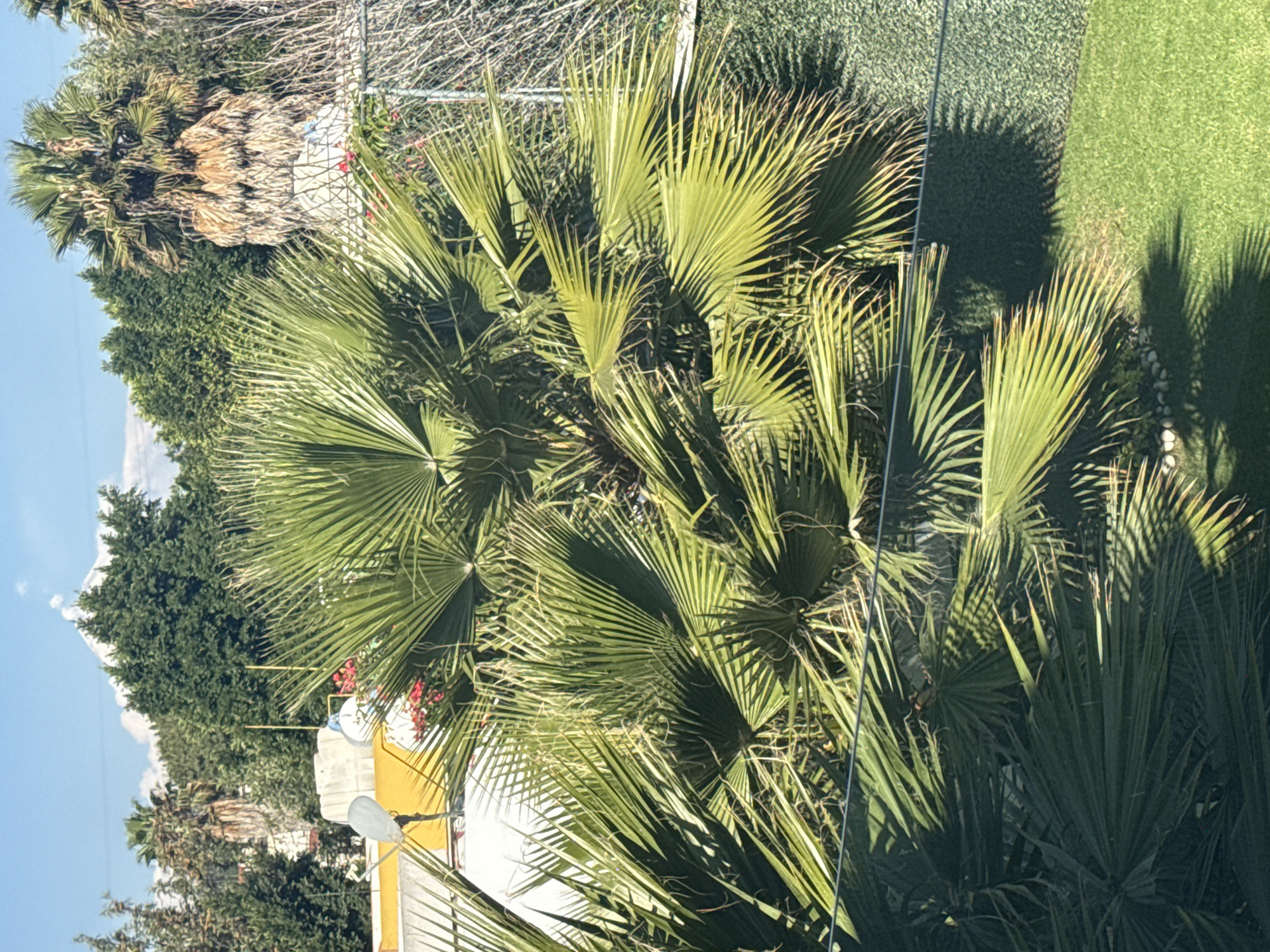 The image presents a view predominantly filled with various green plants and trees under daylight conditions. In the upper portions of the image, a section of a fence is visible. Shadows cast by the foliage create a textural contrast across a patch of green lawn to the right. In the mid-ground, the tops of a yellow building and white structure are visible among trees. Beyond these structures, the skyline transitions to denser tree coverage with a sliver of a pale blue sky and clouds visible. The location is inferred to be within the vicinity of San Bernardino Tlaxcalancingo, Mexico, based on the prompt. No people or interactions are visible within the scene.