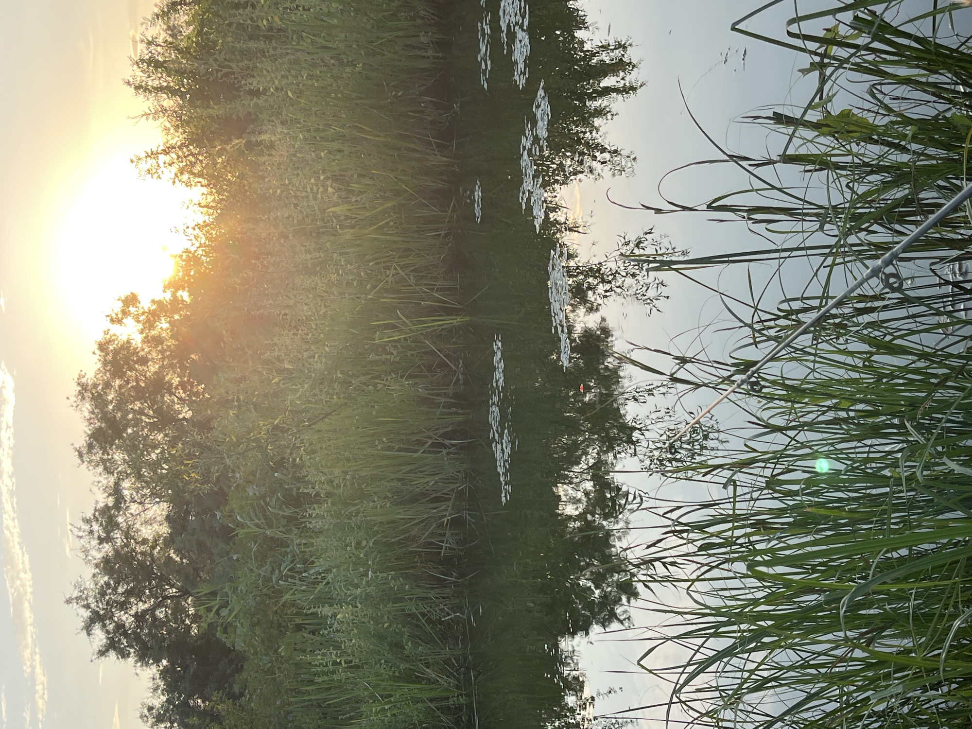 The image captures a serene waterside scene with abundant greenery and the warm glow of the setting sun. The sun, low in the sky and partially obscured by trees, casts a golden light across the water and the tall grasses. The water reflects the surrounding trees, vegetation, and the sky, creating a mirror-like effect. Small, white water lilies are scattered across the surface of the water, adding delicate accents to the scene. The reeds and grasses are lush and vibrant green, some reaching tall towards the sky, others gently bending towards the water. In the foreground, more reeds are visible, with a slight shimmer on their leaves, possibly due to dew or water droplets. A thin, light-colored pole or railing is visible on the right side of the frame, suggesting the presence of a dock, bridge, or boat. The overall mood is peaceful and tranquil, evoking a sense of natural beauty and calm. The time of day is clearly evening, indicated by the low angle and warm color of the sun. The weather appears to be clear and pleasant. The location is likely a natural setting with a body of water, such as a river, lake, or pond, bordered by dense vegetation. There is no visible text in the image.