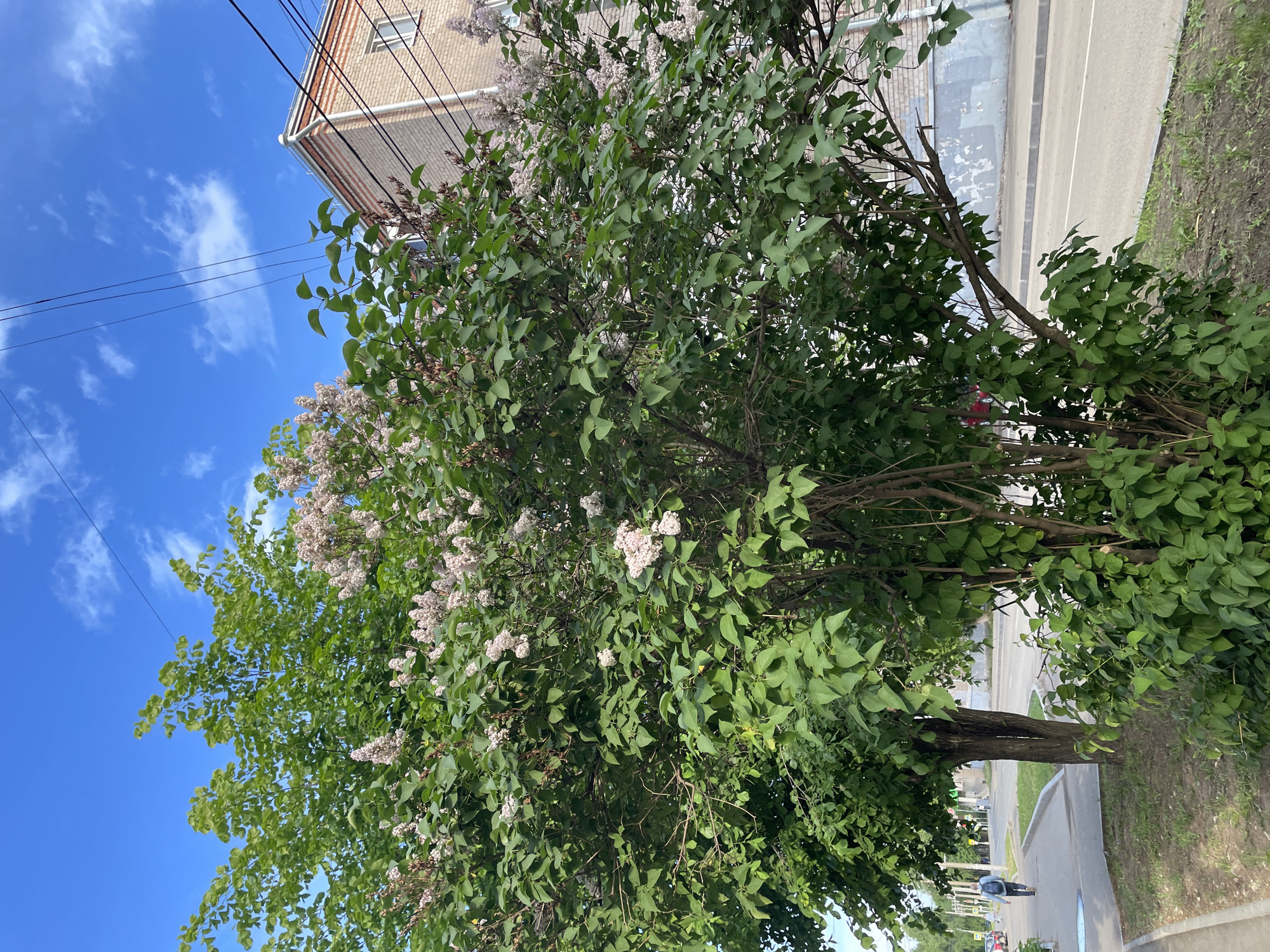 The image captures a street scene in what appears to be a residential area. A large lilac bush is the dominant subject, featuring green foliage interspersed with pale lilac flowers. Behind the bush, a section of a multi-story brick building is visible. Overhead electrical wires cut across a clear blue sky with scattered clouds. A sidewalk runs alongside the street, and a person is walking in the distance. Based on the building style, foliage, and street layout, the location is likely the city of Izhevsk, Russia. The image is taken from a low angle, with a slightly tilted perspective.