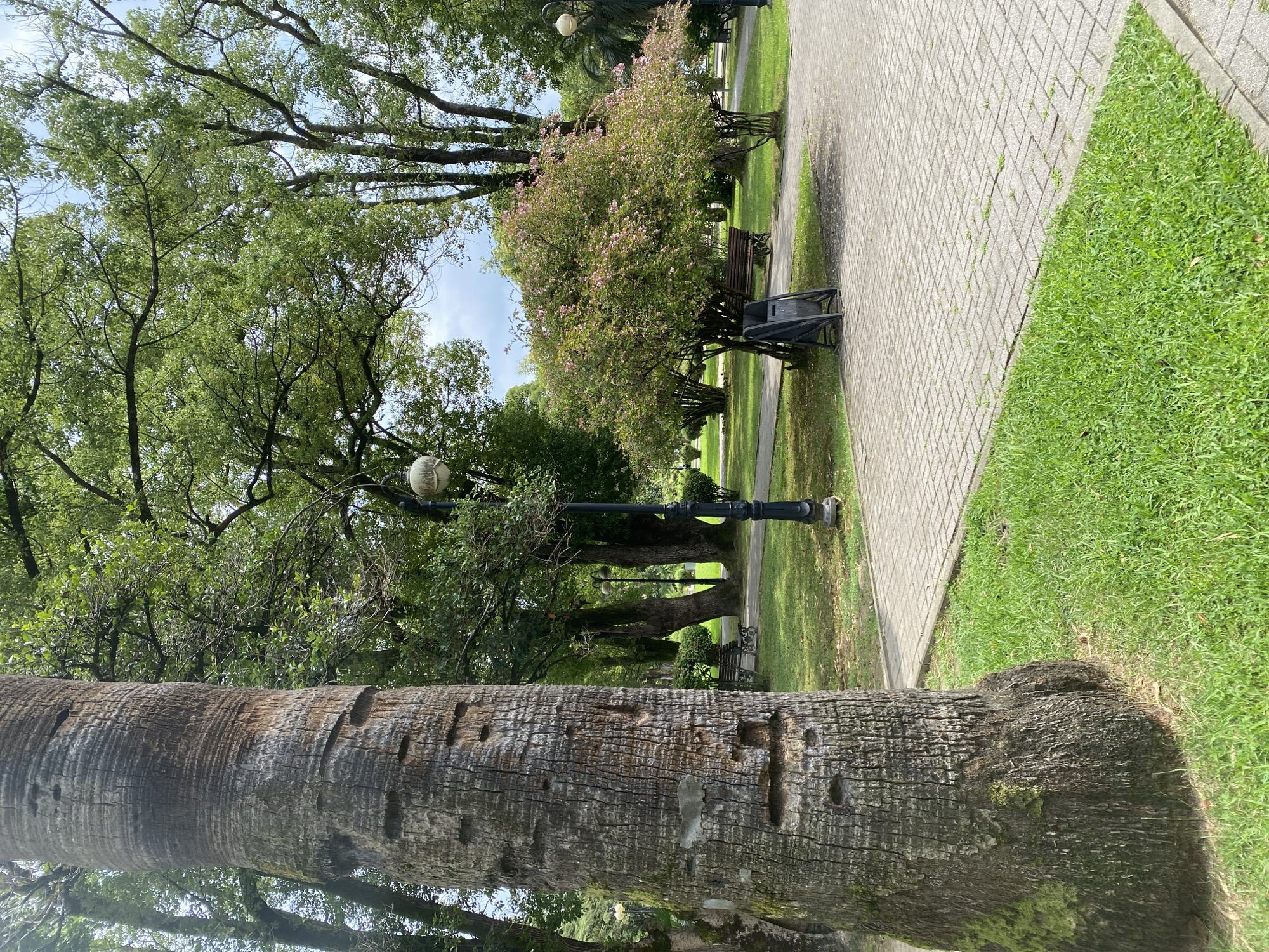 The image depicts a park scene in Sokhumi, Abkhazia, likely during daylight. In the foreground, a large, textured palm tree trunk dominates the left side. To the right of the tree, a paved pathway made of light-colored rectangular bricks curves through the park. Adjacent to the pathway is a strip of well-maintained green grass.
Further into the park, more trees with dense green foliage create a canopy overhead, with some sunlight filtering through. A few park benches are visible in the background, suggesting a public recreational area. A lamppost with a decorative globe is positioned near the pathway. There is a flowering bush with pink blossoms and a black trash receptacle nearby. The overall environment appears calm and natural, with elements of urban park design. No people are visible in the image.