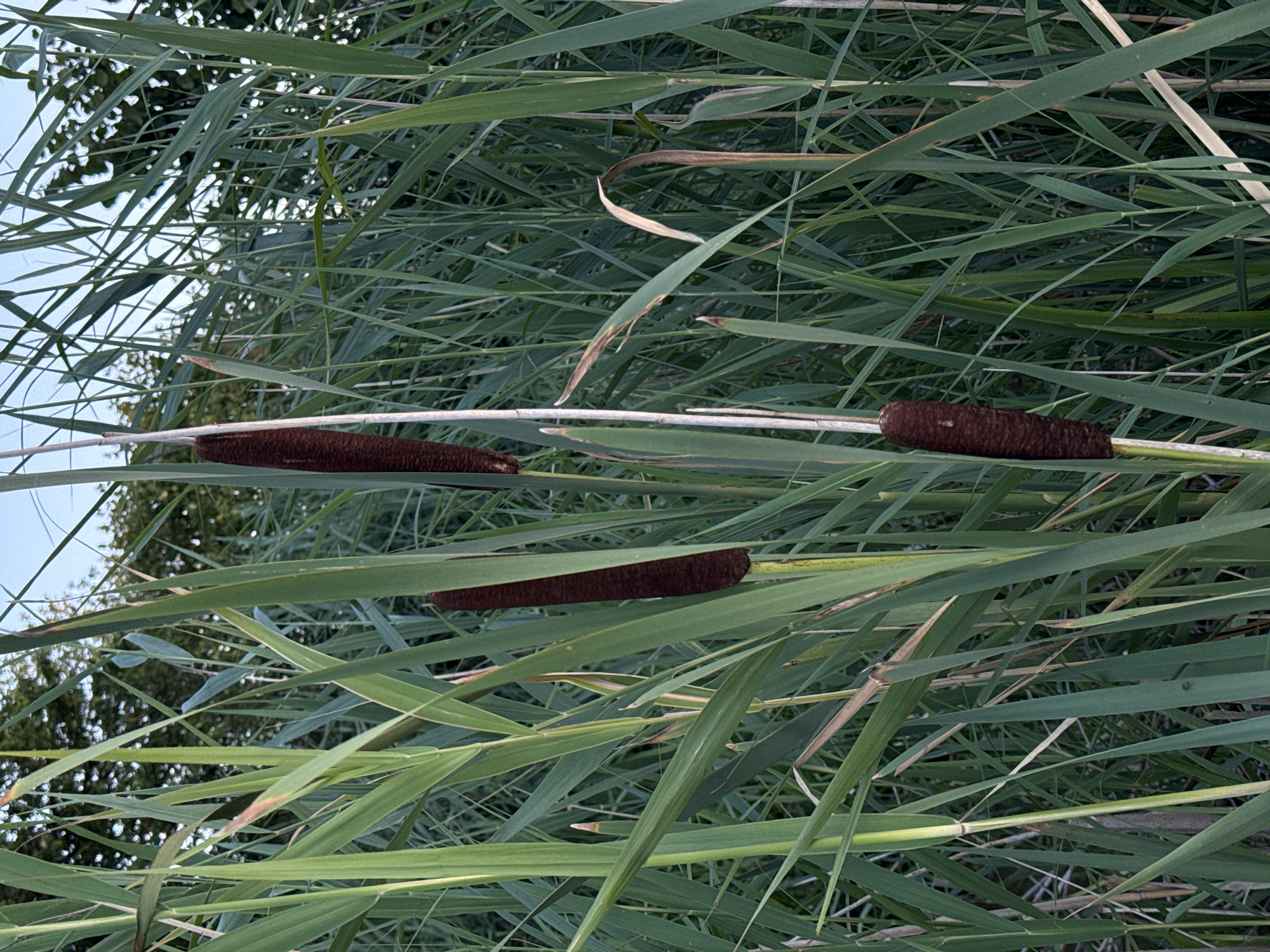 In a natural setting within the city of Wettstetten, Germany, the photograph captures a dense cluster of cattails. The foreground is dominated by the tall, green, reed-like leaves of the cattails, some of which exhibit brown, dry tips. Three prominent brown cattail flower heads are visible, with the lowest one being the most fully formed and textured. These flower heads are cylindrical and dark brown. The leaves are long and slender, overlapping and creating a sense of depth and density. In the background, the foliage of trees is visible, rendered out of focus, with hints of green and brown, suggesting a wooded area. The sky above is a pale blue, slightly overcast, providing a soft, natural light. The image is a close-up view, focusing on the textures and forms of the cattails and surrounding reeds.