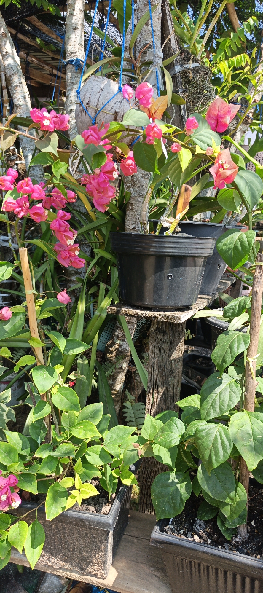 The image depicts an outdoor scene with lush greenery and vibrant pink bougainvillea flowers in bloom. Two black plastic planters are visible, one holding a bougainvillea plant with prominent pink bracts and white flowers, and the other containing a different plant with broad green leaves. A thick wooden post supports a narrow wooden shelf on which the planters are placed. In the background, a coconut shell is suspended by blue rope from a tree trunk, adding a rustic touch to the arrangement. The overall environment suggests a garden or a verdant corner, likely in a tropical or subtropical climate. The lighting indicates it is daytime, with sunlight filtering through the leaves and casting shadows. There are no people or animals present in the frame. The context of Lori, Indonesia is not visually present within the image itself.