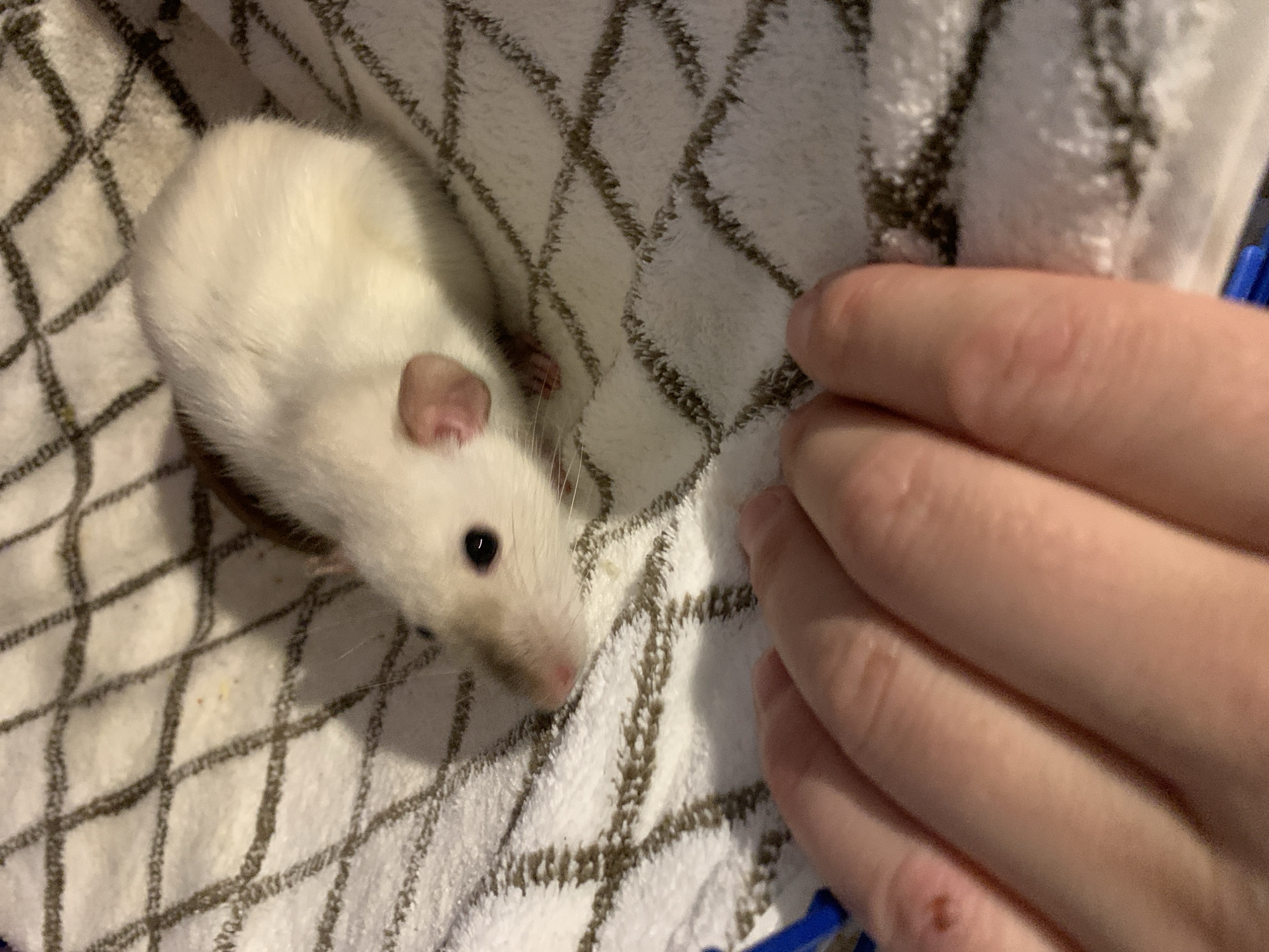A close-up, slightly elevated shot shows a white rat with dark eyes and a pink nose, resting on a white towel with a brown grid pattern. A human hand with light skin is visible in the foreground, reaching towards the rat. The hand has a small reddish mark on the thumb. A blue object is partially visible in the bottom left corner. The lighting casts a shadow from the rat onto the towel.