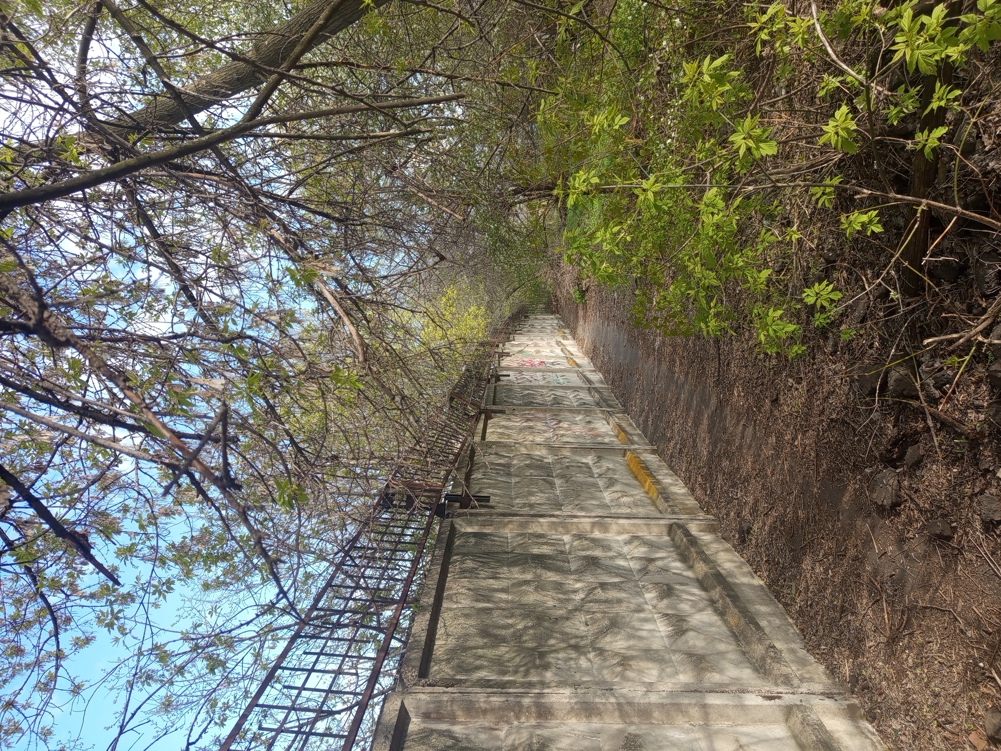 The image, rotated onto its side, captures a long, ascending concrete staircase leading uphill and disappearing into the distance under a canopy of trees. The staircase features distinct textured concrete steps, some of which bear faint, multicolored graffiti or painted markings in yellow, red, blue, and black. A rustic metal railing or fence runs along the left side of the staircase, partially obscured by tree branches.
On both sides of the path, dense vegetation thrives. To the left, branches of large trees, many still bare with only a scattering of delicate light green leaves, frame a clear blue sky with sparse white clouds, indicative of early spring. To the right, a thick growth of bushes and smaller trees, boasting more vibrant green foliage, forms a natural wall alongside a dirt and dry leaf-covered embankment.
No people are present, and no specific activity is taking place, presenting a tranquil, static outdoor scene. The abundant sunlight filtering through the leaves suggests it is daytime with clear, sunny weather. The setting appears to be a natural or semi-natural pathway, possibly on a hillside or within a forested area, located in совхоза "Воронежский", Russia. The scene conveys a sense of peacefulness and a journey through an overgrown natural corridor.