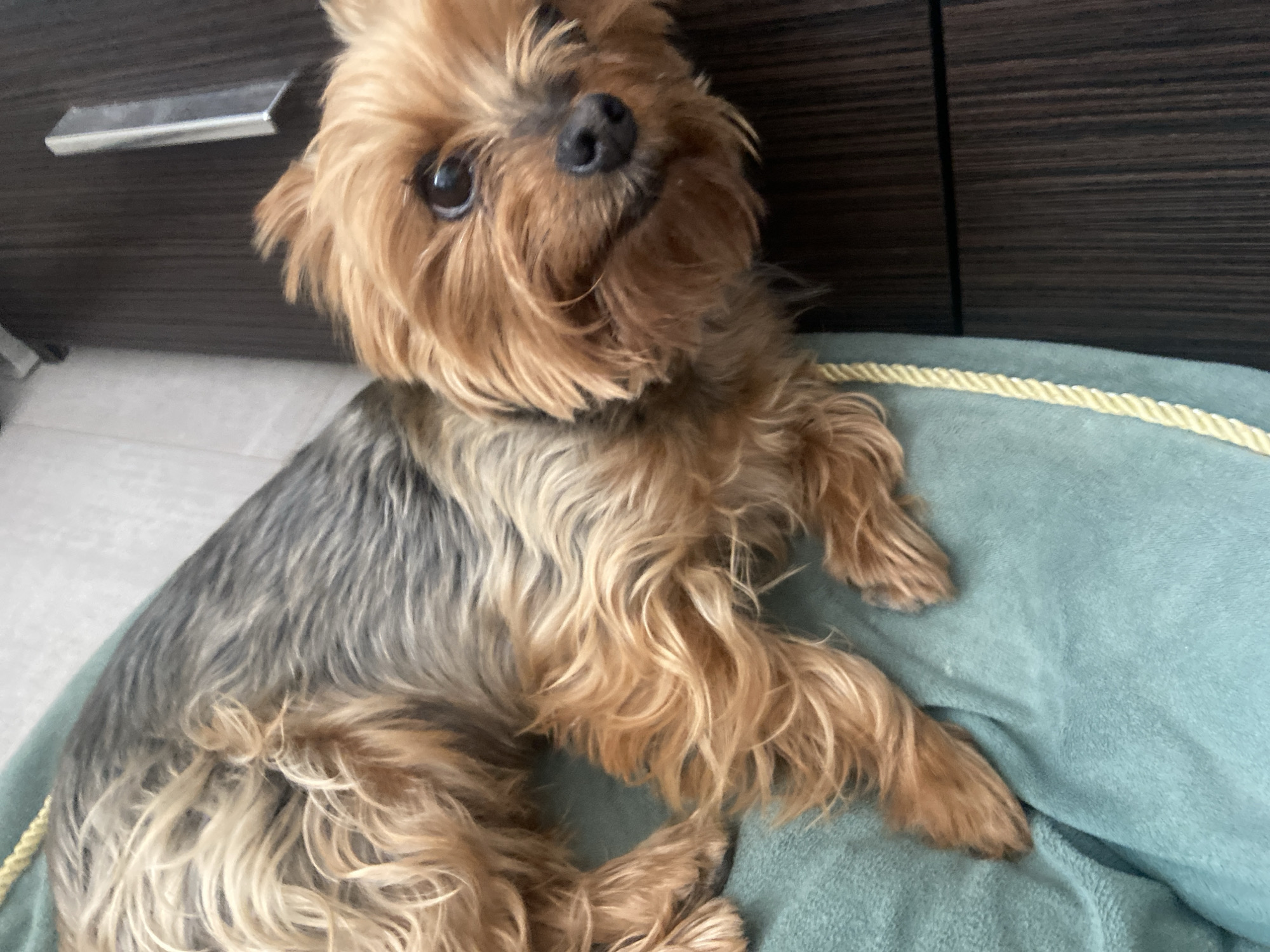 A Yorkshire Terrier dog is lying on a blue cushion with a gold rope trim. The dog has brown and gray fur and is looking up at the camera. The background is a dark brown cabinet with a silver handle and a white wall. The location is Dragovishtitsa, Bulgaria.