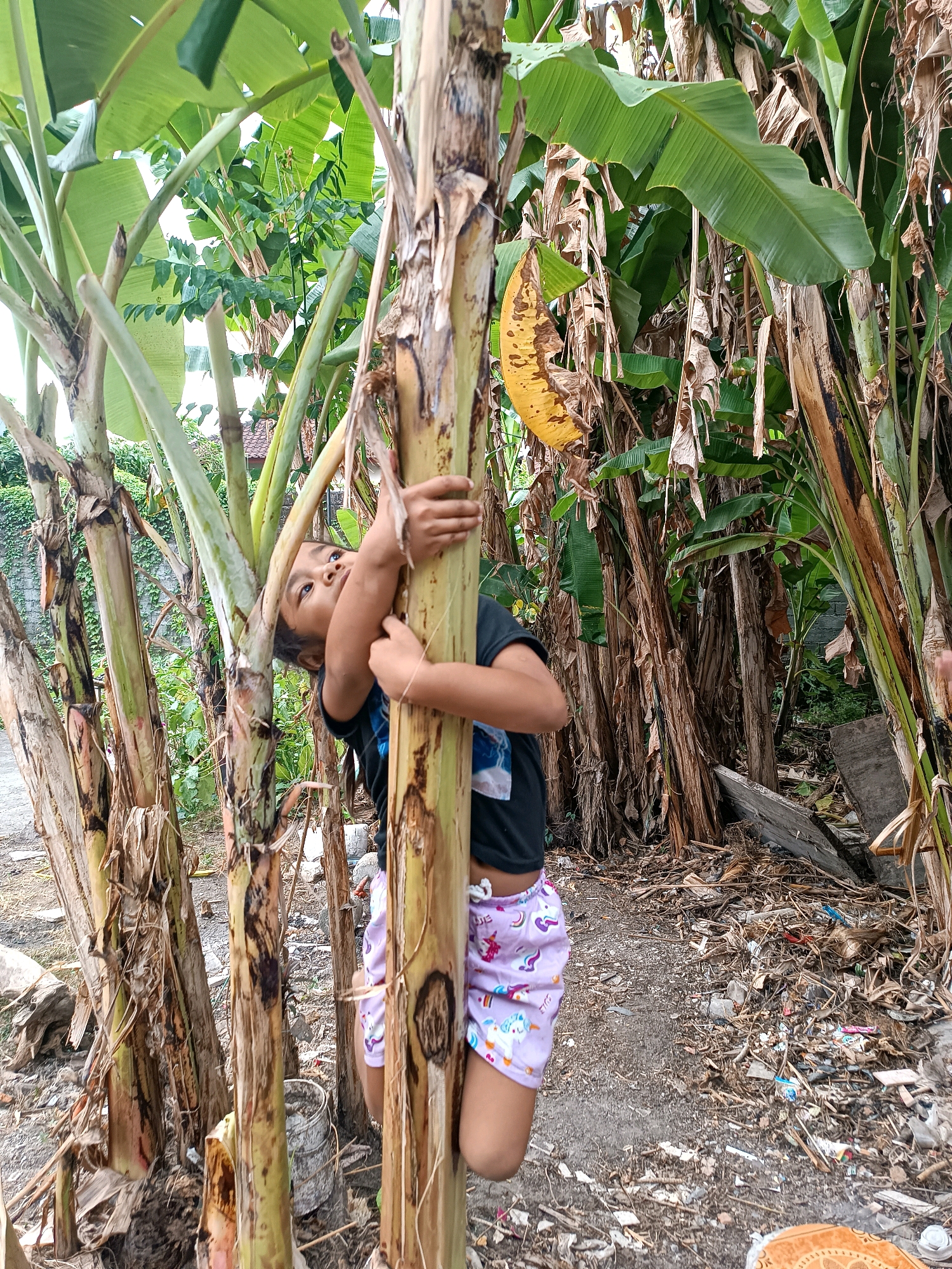 A young Indonesian child, with dark hair and brown eyes, is pictured climbing a banana tree. The child wears a black t-shirt and purple shorts adorned with unicorn patterns. They are grasping the trunk of the banana tree with both hands, looking upwards, with their body positioned at an angle. The surrounding environment is dense with banana trees, their large leaves creating a canopy overhead. The ground is covered with dry leaves, twigs, and scattered debris. In the background, a wall covered with vines and a residential structure are visible. The overall scene suggests a rural or semi-rural setting, possibly a backyard in Tabanan, Indonesia, characterized by lush tropical vegetation and a slightly untidy ground.