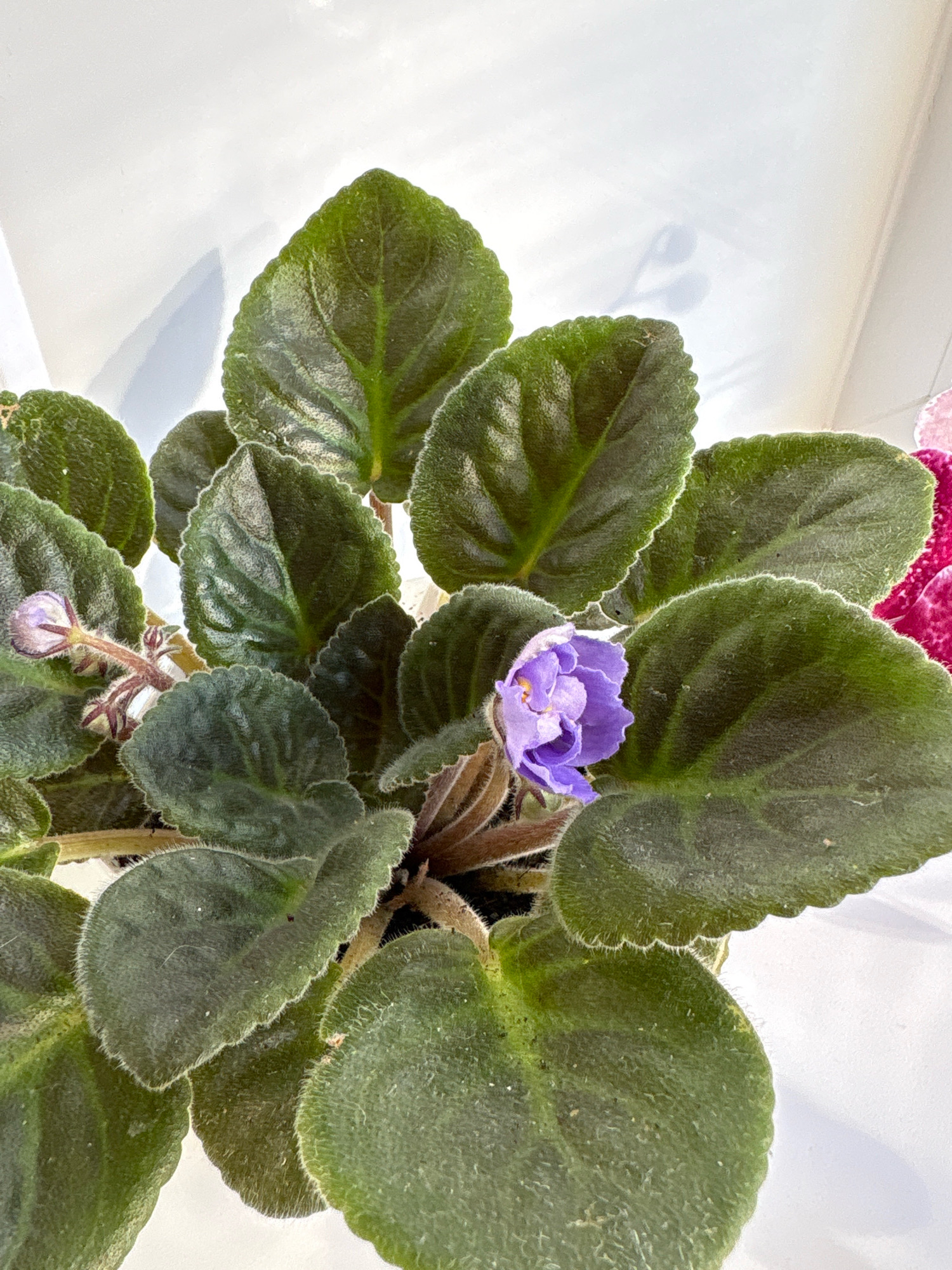A close-up, top-down shot shows a blooming African violet plant with dark green, velvety leaves and delicate purple and pink flowers. The plant is set against a bright white background, possibly a wall or window, with soft shadows cast on it, suggesting natural light. The image is in focus and well-lit, highlighting the texture of the leaves and the intricate details of the petals. No specific location in Murakino, Russia is identifiable from the image.