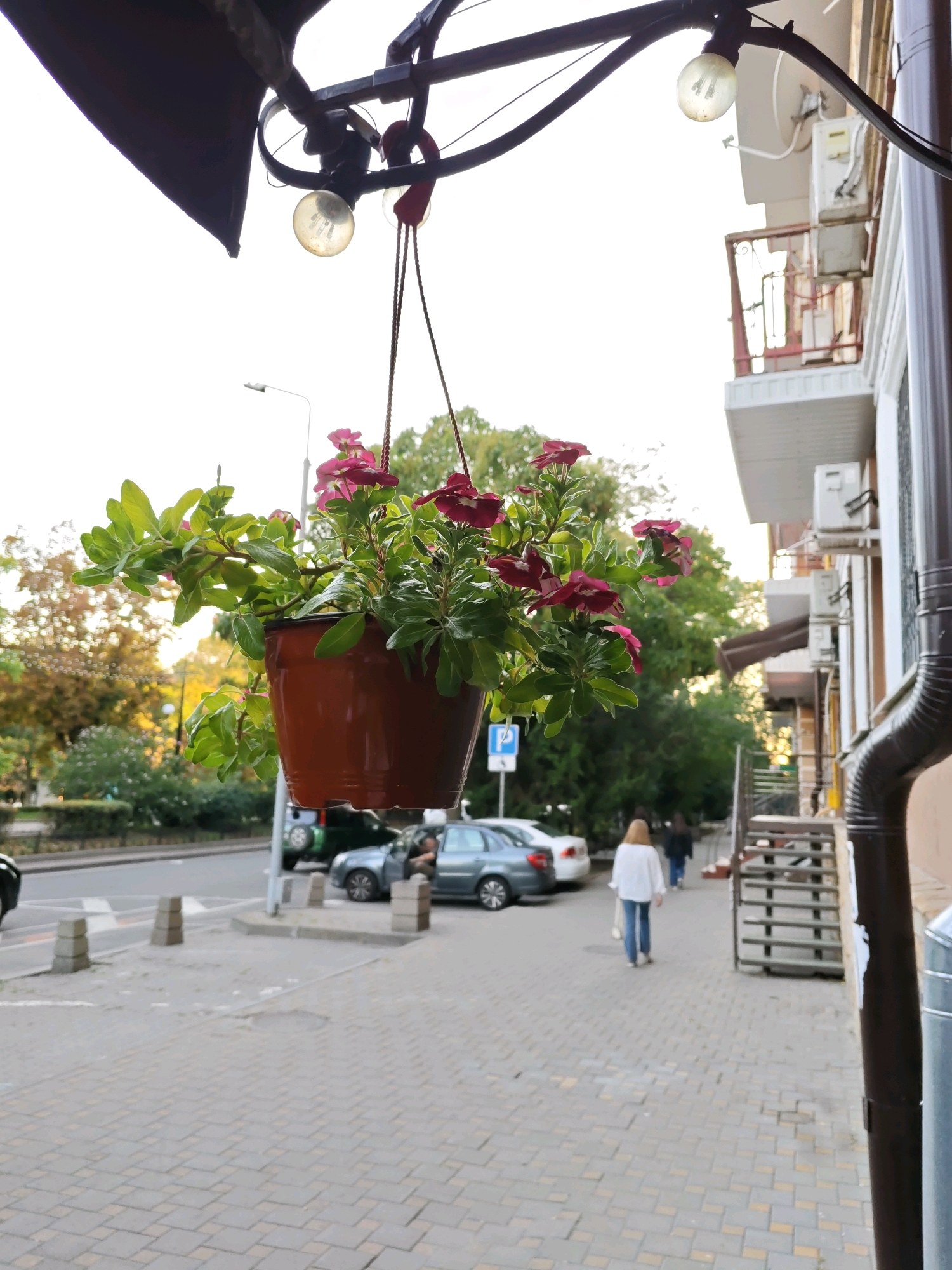 A hanging potted plant with dark pink flowers and green leaves is suspended from a dark metal frame, partially obscuring the sky and a building. The building, to the right, is light-colored with several air conditioning units and a red-railed balcony. A dark downspout runs vertically on the right side of the building. Below the plant and building, a paved walkway is visible, with cars parked on the left side of the street and a few people walking on the sidewalk. The overall scene appears to be an outdoor urban setting, likely in Rostov-on-Don, Russia, given the style of the building and the presence of streetlights. The lighting suggests it is daytime.