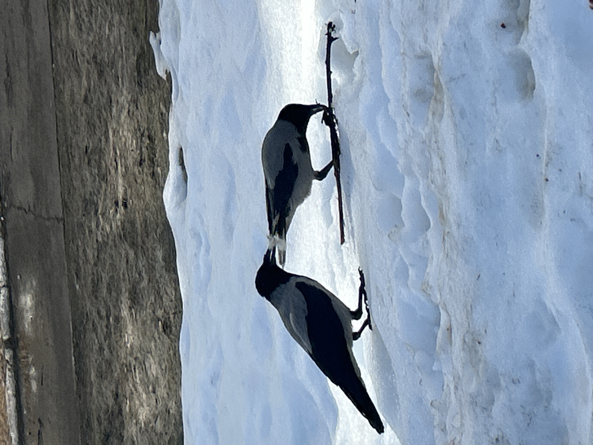 The image depicts two hooded crows perched on a snow-covered surface next to a wooden structure. One crow is holding a thin stick in its beak, while the other is positioned below. The scene is bathed in bright sunlight, and the overall environment suggests a cold, snowy location. The location is the city of Chaikovsky, Russia.