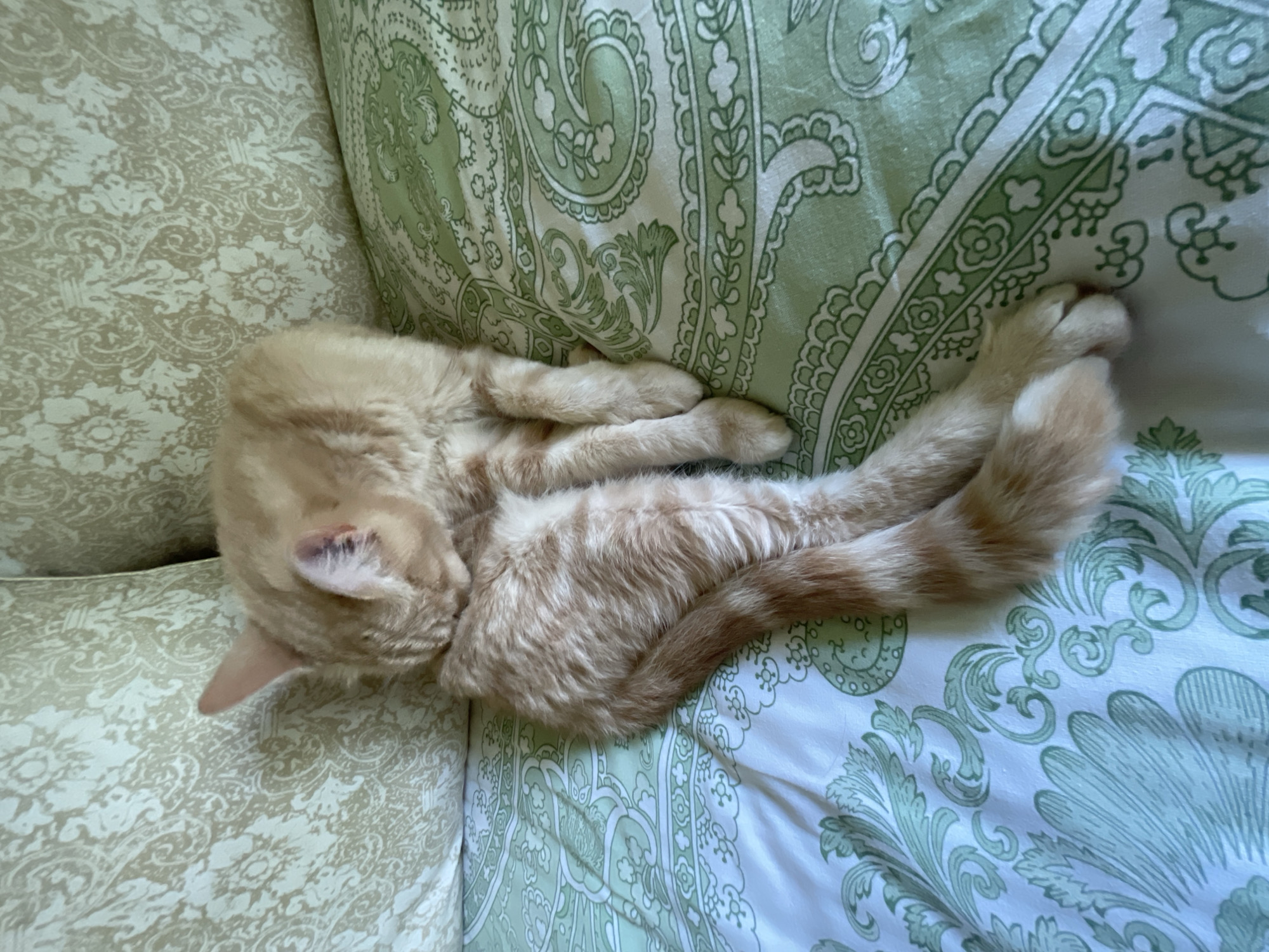 A ginger cat is curled up on a bed with green and white patterned sheets. The cat is facing away from the camera, with its head tucked into its body. Its tail is long and striped, and it is wrapped around its body. The cat appears to be sleeping or grooming. The bed is in a room with light colored walls and a patterned pillow. The location is stated to be in the city of Korotikha, Russia, however this is not visually verifiable from the image.