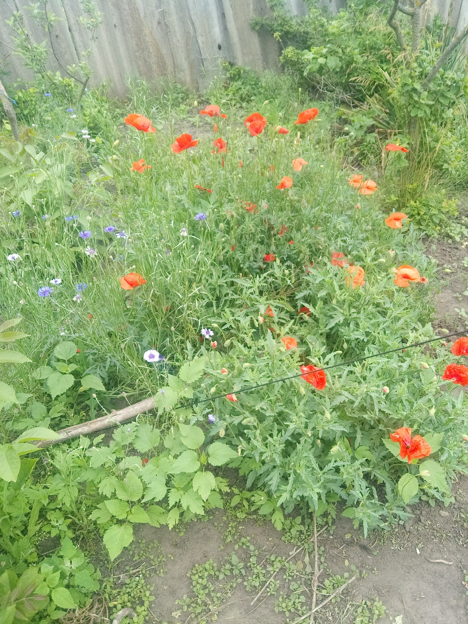 The image depicts an outdoor garden or uncultivated area in Zelenyi Hai, Ukraine, dominated by diverse green foliage and numerous flowering plants. A weathered, light gray fence, composed of vertically oriented, textured panels, forms the background on the left and extends across the upper-center.
The scene is primarily filled with dense green vegetation. Numerous red and orange poppies (Papaver species) are distributed throughout the middle and right sections of the image, many in full bloom, exhibiting delicate, crinkled petals. Several poppy buds are also visible. In the left-center and mid-ground, clusters of blue and some white/light purple cornflowers (Centaurea cyanus or similar) are intermingled with the green plants. The foliage surrounding the poppies and cornflowers consists of various plant types, including those with deeply lobed leaves (characteristic of poppies) and other broader-leafed plants, particularly in the lower-left.
The ground in the foreground and lower-right consists of dark brown soil, interspersed with small green weeds and sparse dried plant debris. A dark, thin wire or string stretches horizontally across the lower-middle right of the frame, passing through some of the poppy plants. A small, light-colored wooden stick or branch lies on the ground in the lower-left-middle. No people or animals are visible in the scene. The lighting suggests an outdoor daytime setting.