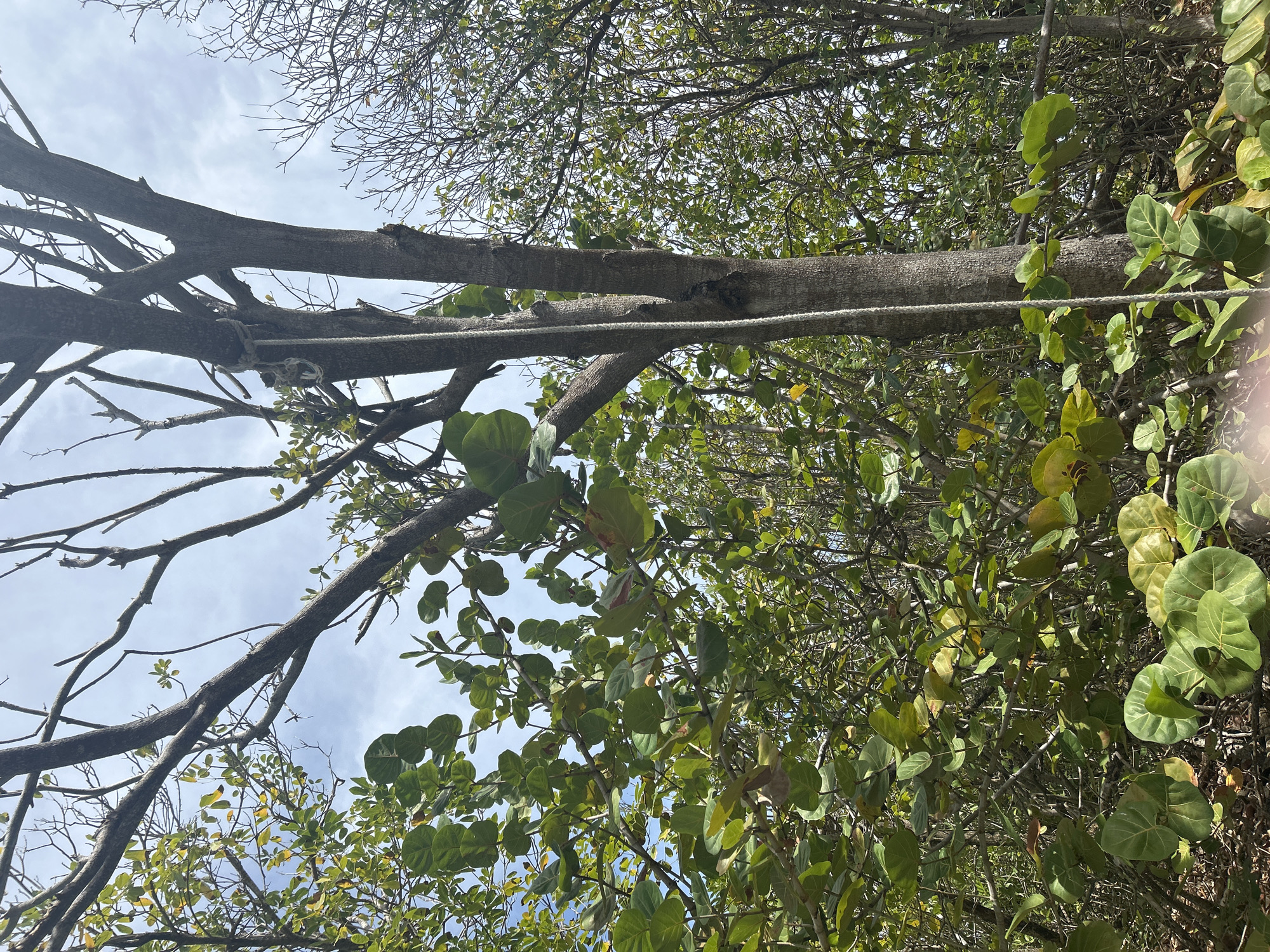 This image, taken from a low angle, features a tree with a substantial trunk stretching horizontally across the frame. A rope is tied around one of the tree's branches. Green leaves of various sizes fill the lower part of the image, while branches with bare twigs extend towards the sky, which is visible in the background with patches of light blue and wispy clouds. The image has a slight lens flare on the right side. There is no indication that it was taken in Le Gosier, France.