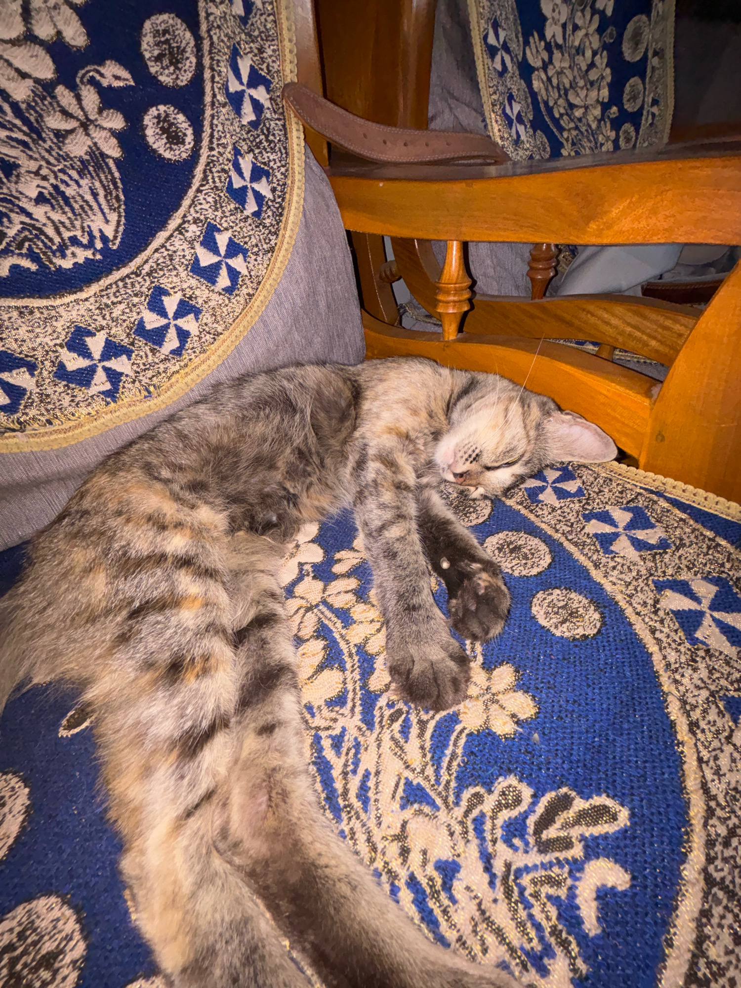A short-haired tabby cat sleeps curled up on a blue patterned cushion. The cushion has a gold trim and features a repeating pattern of blue and white floral and cross-like designs. The cat's fur is a mix of gray, brown, and orange stripes. Its eyes are closed, and its paws are tucked underneath its body. The cushion is situated on a wooden chair, with parts of the chair visible in the background. A brown leather strap is also visible, draped across the chair. The lighting suggests an indoor setting.