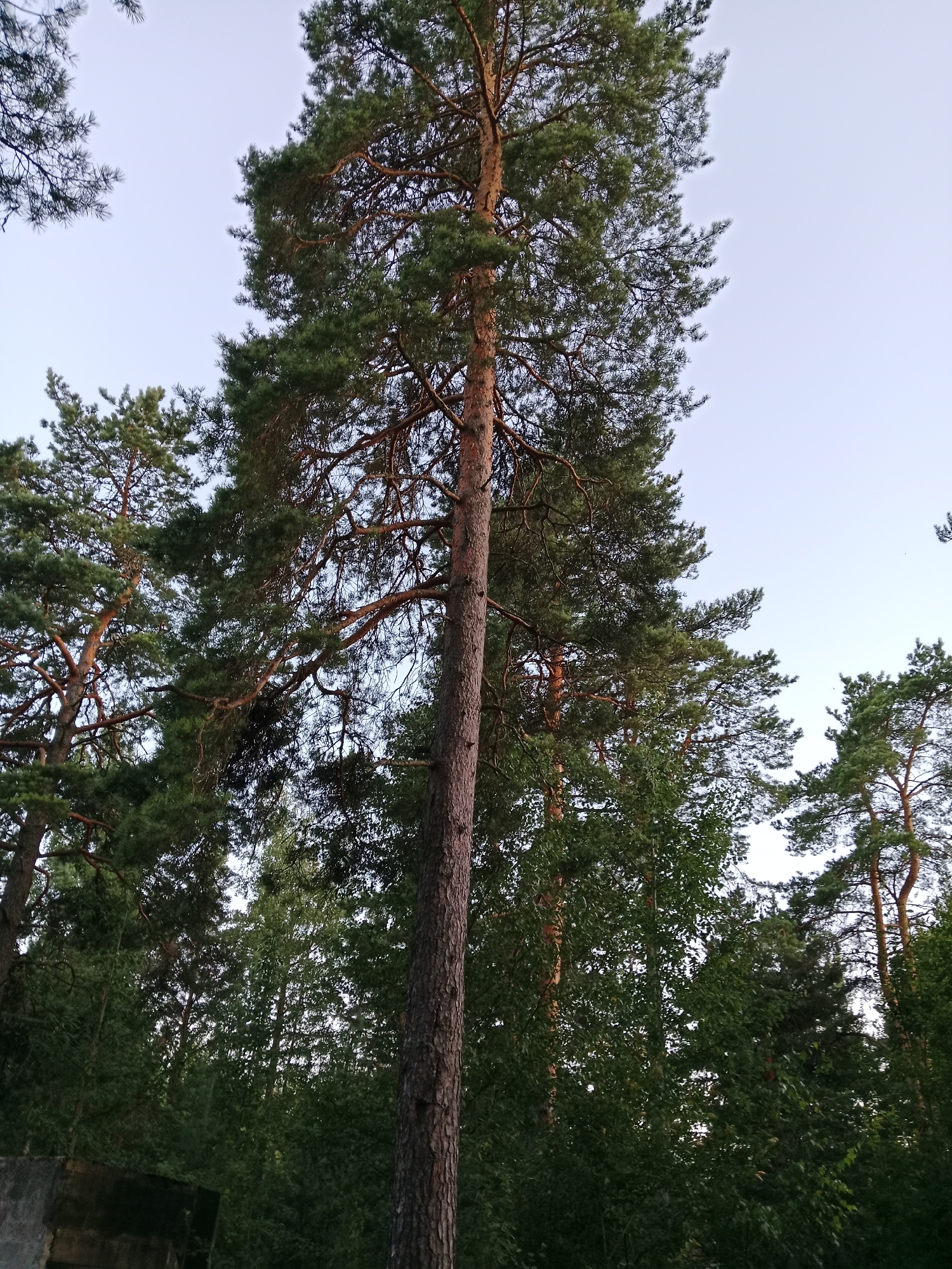 A low-angle shot captures a tall, mature pine tree dominating the center of the frame, its textured bark a deep brown. The tree's branches, laden with green needles, extend upwards and outwards, interspersed with thinner, darker branches. Behind the central pine, a dense forest of various trees creates a textured backdrop of greens and browns. The sky above is a pale, clear blue, with a hint of twilight. In the lower left corner, a dark, partially visible structure, possibly concrete or stone, grounds the scene. The environment appears to be a natural woodland area, characteristic of the region around Pesochnoe, Russia.