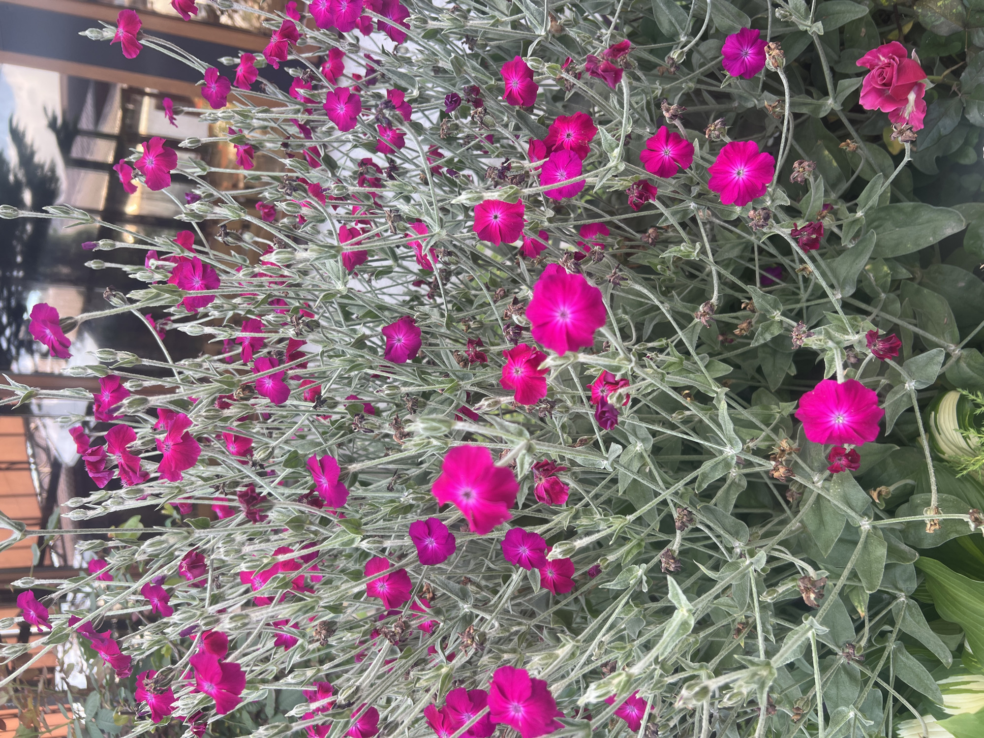 A close-up, eye-level shot captures a dense cluster of bright pink flowers against a background of greyish-green foliage and some hints of a building and its reflection. The flowers, with delicate, notched petals, are the primary subject, varying in bloom stage from buds to fully open blossoms. Thin, silvery stems and leaves create a textured backdrop. The setting appears to be outdoors, possibly a garden or patio, given the plant life.