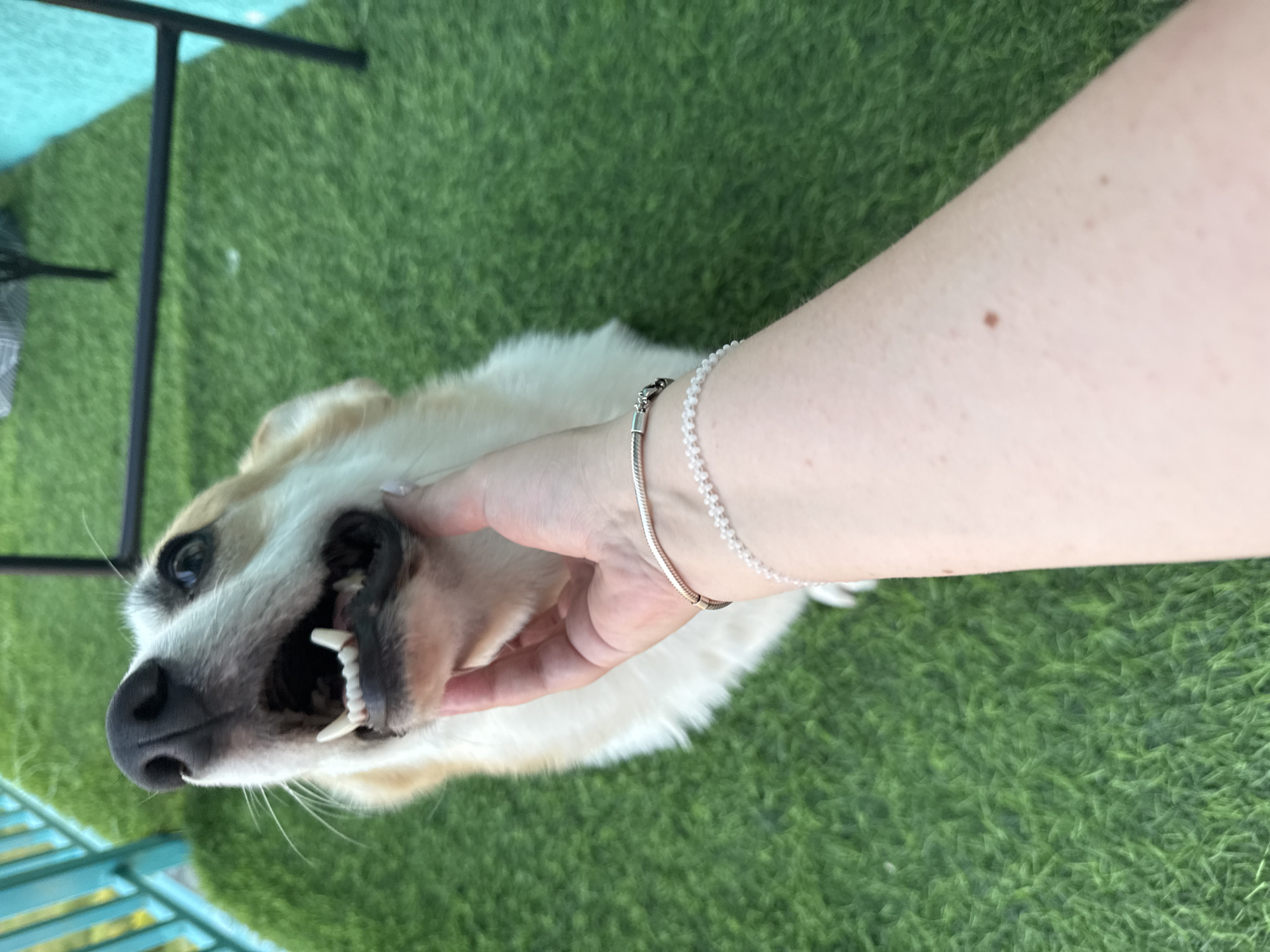 The image captures a close-up of a Corgi dog with its mouth open, revealing its teeth. A person's hand is gently stroking the dog's face, and the person is wearing a silver bracelet with small beads and another bracelet with clear beads. The dog and the hand are positioned on a green, artificial turf surface. In the background, a turquoise railing and a black metal structure are visible. The scene appears to be an outdoor balcony or patio area. The image does not contain any information indicating its location in the city of Perm, Russia.