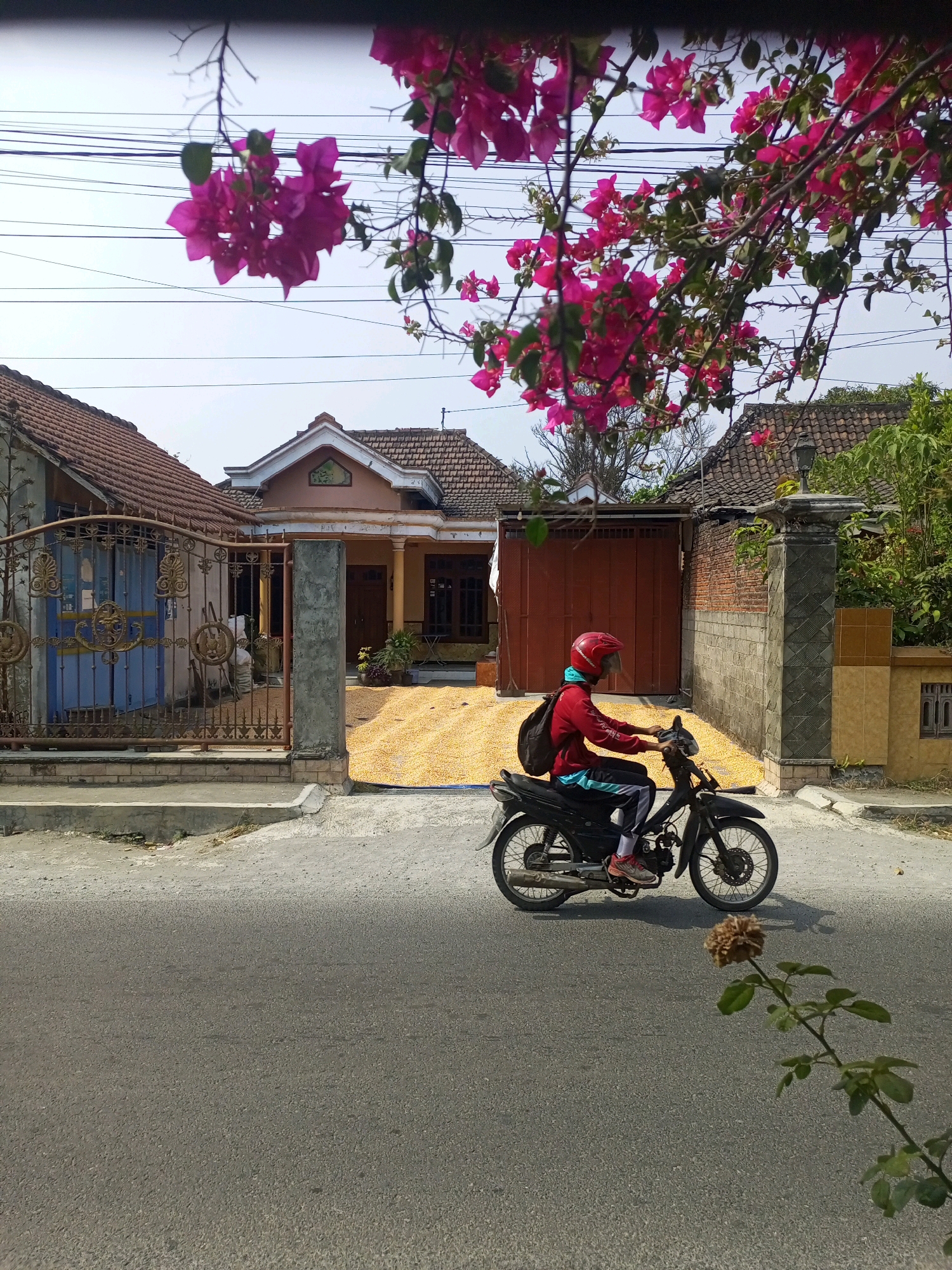 In Ngasem, Indonesia, a person rides a motorcycle on a paved road. The person is wearing a red helmet, a red jacket, and dark pants with white stripes. They have a black backpack on their back. The motorcycle is black and appears to be a typical street motorcycle. In the background, there is a house with a tiled roof and a large pile of corn in front of it, suggesting it may be drying. There is also a metal gate and a fence. Pink bougainvillea flowers hang from branches in the foreground, partially obscuring the view. The sky is clear and the sun is shining. The overall scene depicts a residential area with a mix of traditional and modern elements.