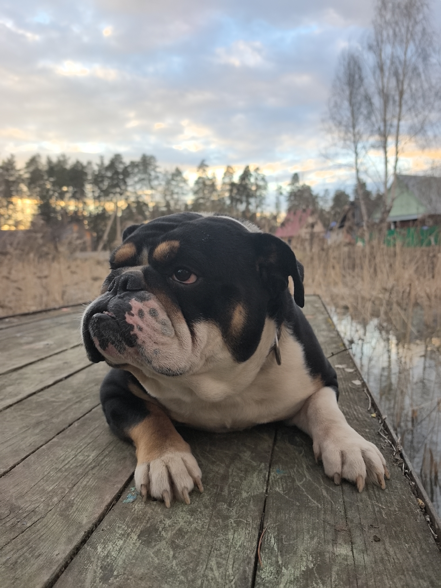 A black, white, and tan English Bulldog lies calmly on a weathered wooden pier or dock, dominating the foreground of the image. The dog's head is turned slightly to the left, revealing its characteristic jowls and a somewhat contemplative or relaxed expression. Its right eye is visible, looking off-camera. The wooden planks beneath the dog are rough and show signs of age, with visible grains and some wear.
In the midground, to the right of the dog, still water reflects dry reeds or grasses that line the edge of the body of water. Further back and to the left, more dry, tall grasses and reeds extend towards a dense line of trees, including both evergreens and bare deciduous trees.
The background features a broad, cloudy sky with soft, diffused light, suggesting either late afternoon or early evening. A warm, golden glow is visible on the horizon, hinting at a setting sun behind the distant tree line. Beyond the trees, faint outlines of houses with colorful roofs (red and green) can be seen, indicating a rural or village setting. A prominent, bare deciduous tree stands tall on the right side of the background.
The overall scene conveys a tranquil atmosphere, with the dog seemingly at peace in its natural, rustic surroundings. No visible text is present in the image.