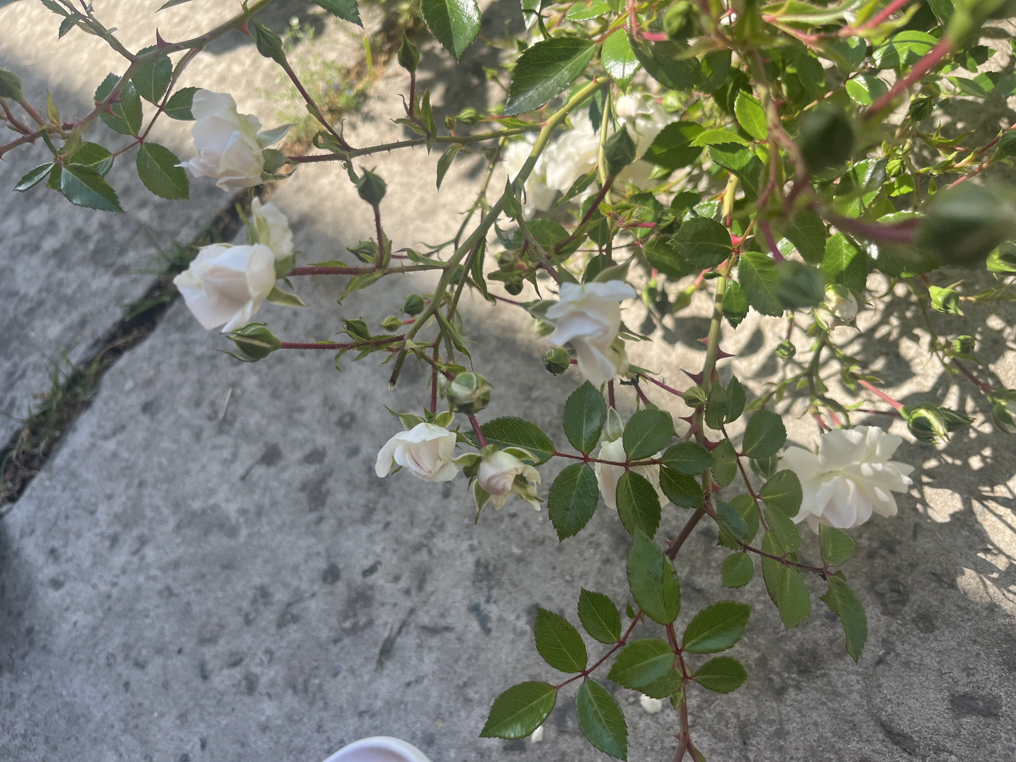 The image depicts a close-up, high-angle view of a white rose bush blooming over a concrete surface in what is stated to be the city of Onokivtsi, Ukraine. The primary subjects are numerous small white roses at various stages of bloom, from tightly closed buds to partially open and fully blossomed flowers. The petals exhibit a soft white hue, with some buds showing a delicate cream or pinkish tint in their centers. The rose stems are reddish-brown and are covered with sharp, reddish thorns. Vibrant green, glossy leaves with serrated edges are visible throughout the plant, typical of rose foliage.
The background consists of a light grey concrete surface, likely a sidewalk or patio, which shows some textural variations and minor dark discolored spots. A distinct crack or joint line runs diagonally through the concrete, and a few blades of green grass are discernible along this line. Bright sunlight illuminates the scene from the upper right, casting sharp, intricate shadows of the rose plant and its leaves onto the concrete surface. A small, out-of-focus white object, possibly a cup or container, is partially visible in the bottom left corner of the frame. There are no individuals, animals, or explicit actions visible in the image.