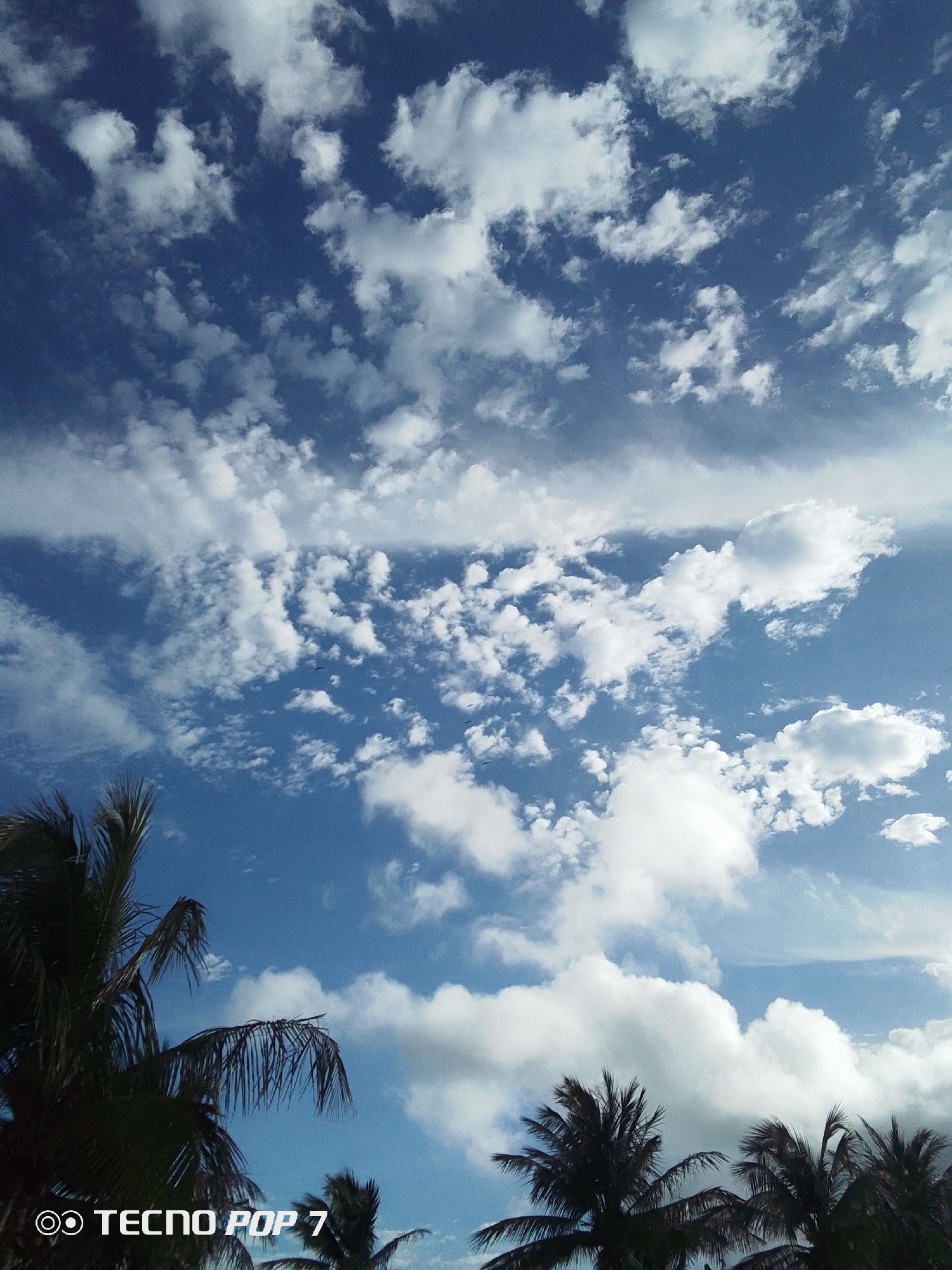 The image shows a view of the sky above Pedro González, Venezuela, on a day with a blue sky and scattered white clouds. Palm trees are visible in the lower portion of the image. The smartphone's watermark is on the bottom left.