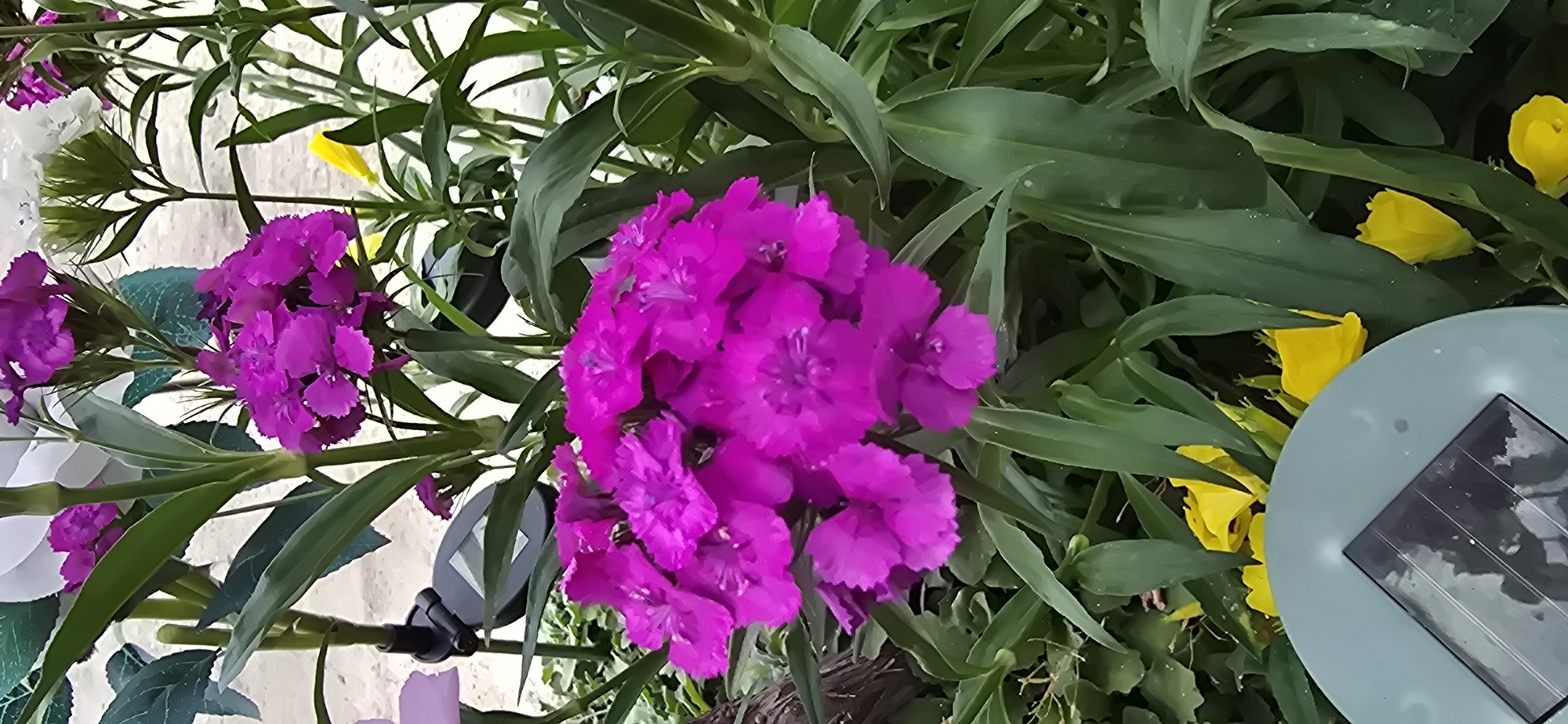 The image presents a vibrant close-up view of a garden bed, primarily featuring a large, dense cluster of bright fuchsia-pink flowers, likely Dianthus (Sweet William or Pinks), positioned centrally within the frame. These flowers exhibit numerous small, densely packed petals. Surrounding and intermingling with the pink blooms is lush green foliage, forming a natural backdrop.
On the right side of the image, several bright yellow flowers are visible, tucked amongst the green leaves. In the bottom-right corner, a partial view of a round, light blue-grey disc with a black, rectangular solar panel is present, indicating a solar-powered garden light or decorative item. Further to the left, glimpses of other, lighter-colored flowers, possibly white or pale purple, and additional green leaves, some appearing artificial, can be seen.
The scene captures a static moment in an outdoor garden, highlighting the colorful flora. The lighting suggests it is daytime, with soft illumination on the plants. There is no discernible activity or event taking place, just a display of natural beauty. No text is visible in the image. The setting is a garden, located in Govedare, Bulgaria.