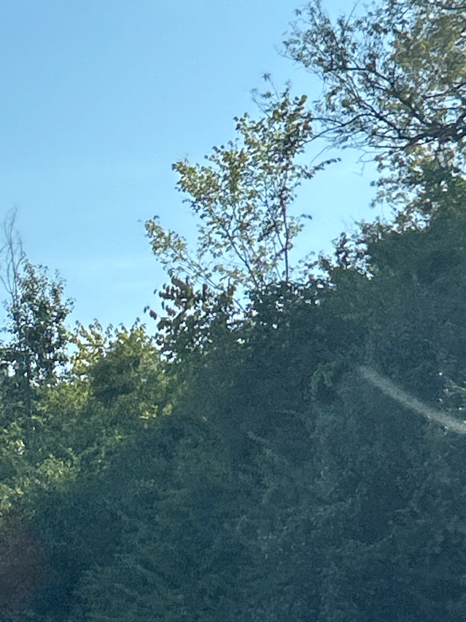 An outdoor medium shot captures a bright, clear sky above a dense, dark green canopy of trees. The trees occupy the majority of the frame, with their leaves and branches creating a textured, layered effect. The foliage appears lush and full, suggesting a healthy wooded area. The sky is a consistent, pale blue, with no visible clouds or obstructions. The lighting suggests it is daytime, likely midday given the brightness and the clear sky. The scene appears to be a natural landscape, possibly a park or a densely forested area within Robinson Township, United States of America. There are no people or distinct objects visible in the scene, only the natural elements of trees and sky. The overall impression is one of natural beauty and tranquility.