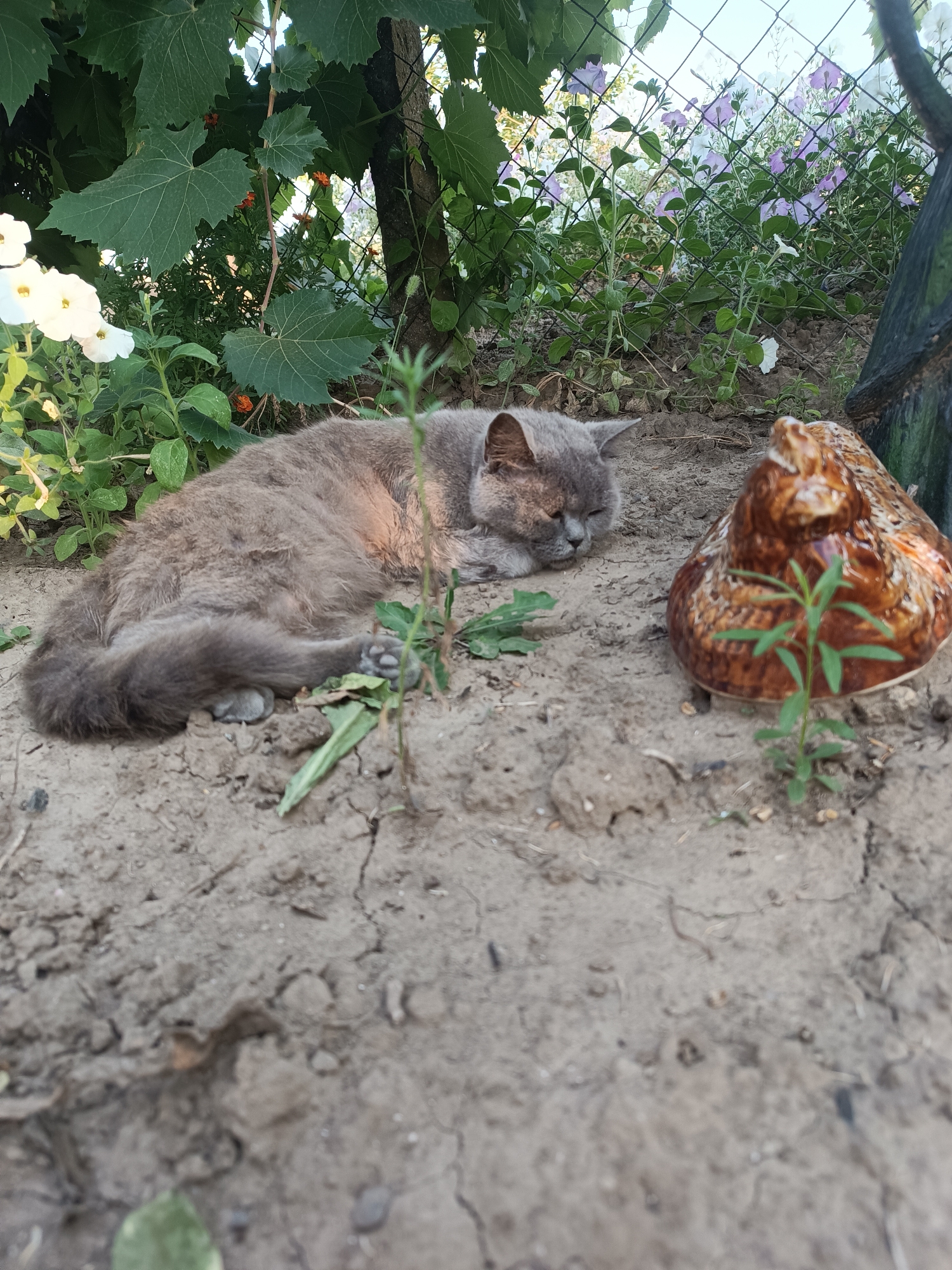 A gray cat is sleeping on the ground next to a ceramic chicken figurine. The cat is curled up on its side, with its head resting on its paws. The ceramic chicken is brown and appears to be a garden decoration. The scene is outdoors, with greenery and flowers visible in the background. The ground is made of dirt and some dry leaves. The location is Vypasne, Ukraine.