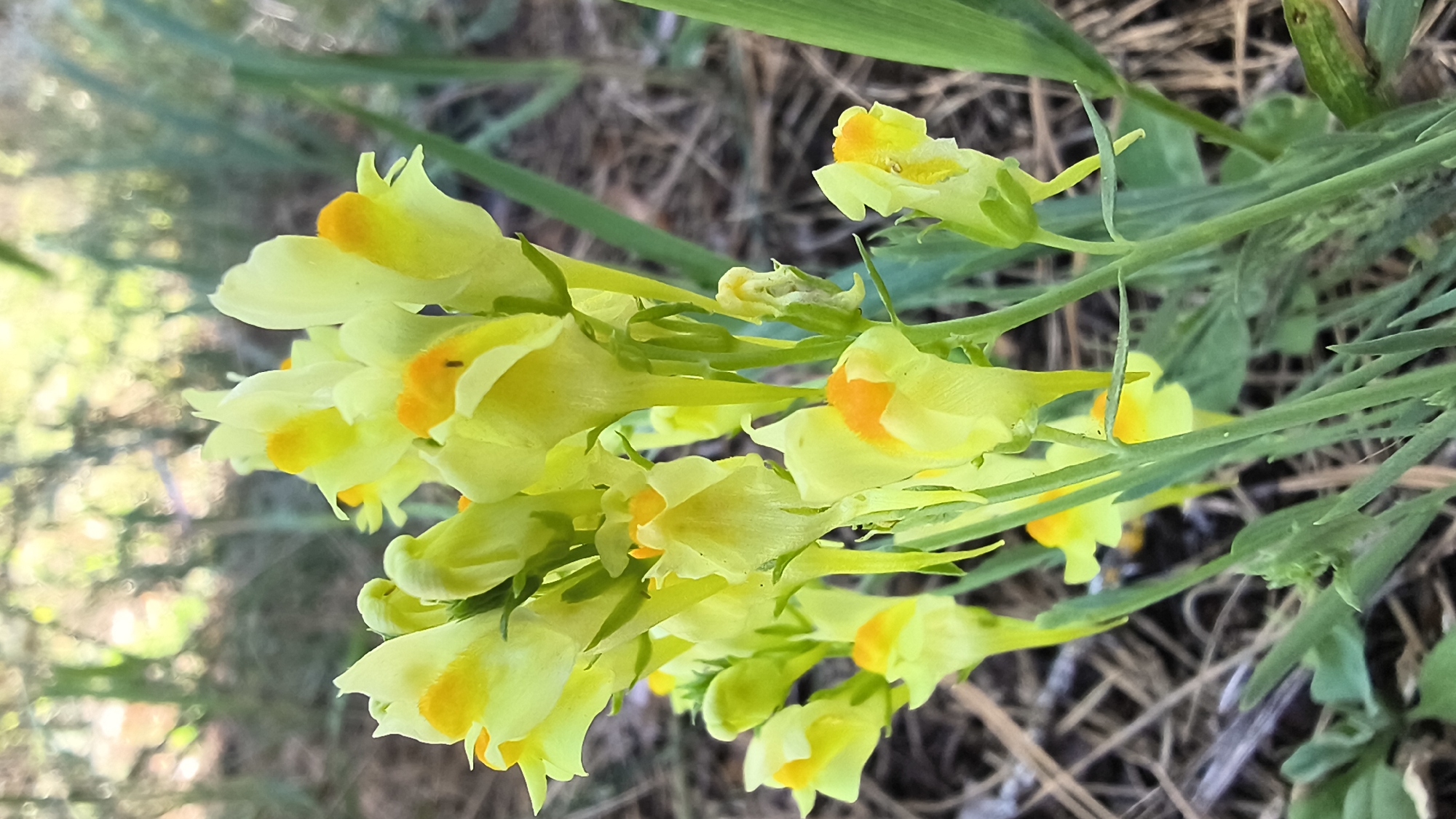 A cluster of pale yellow wildflowers with orange throats are in focus in the foreground of the image. They are part of a larger plant with thin green stems and leaves. The flowers are tubular in shape, with a distinct lip. The background is blurred, showing a patch of dry grass and some green foliage, possibly indicating a natural outdoor setting. The overall impression is a close-up shot of delicate, wild flora. The specific location in Mikhaylovka, Russia is not discernible from the image itself, as no landmarks or identifying features are present.