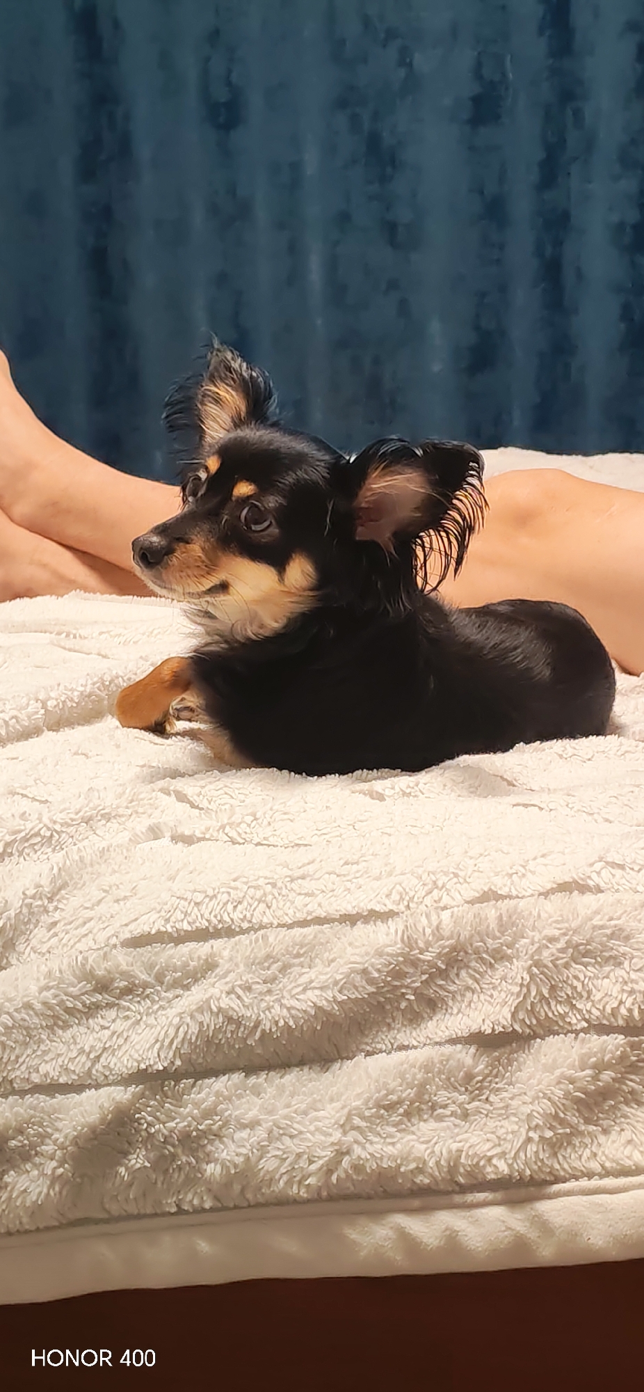 A medium shot shows a black and tan Russian Toy dog lounging on a white, textured blanket. The dog is positioned with its head facing left. A woman's legs are visible in the background near the upper left corner of the image, as well as her mid-torso near the upper right corner. A blue curtain hangs behind her. "HONOR 400" is printed along the bottom left of the image. The dog appears to be indoors, on a bed or sofa. There is no indication this image was taken in Noviy, Russia.