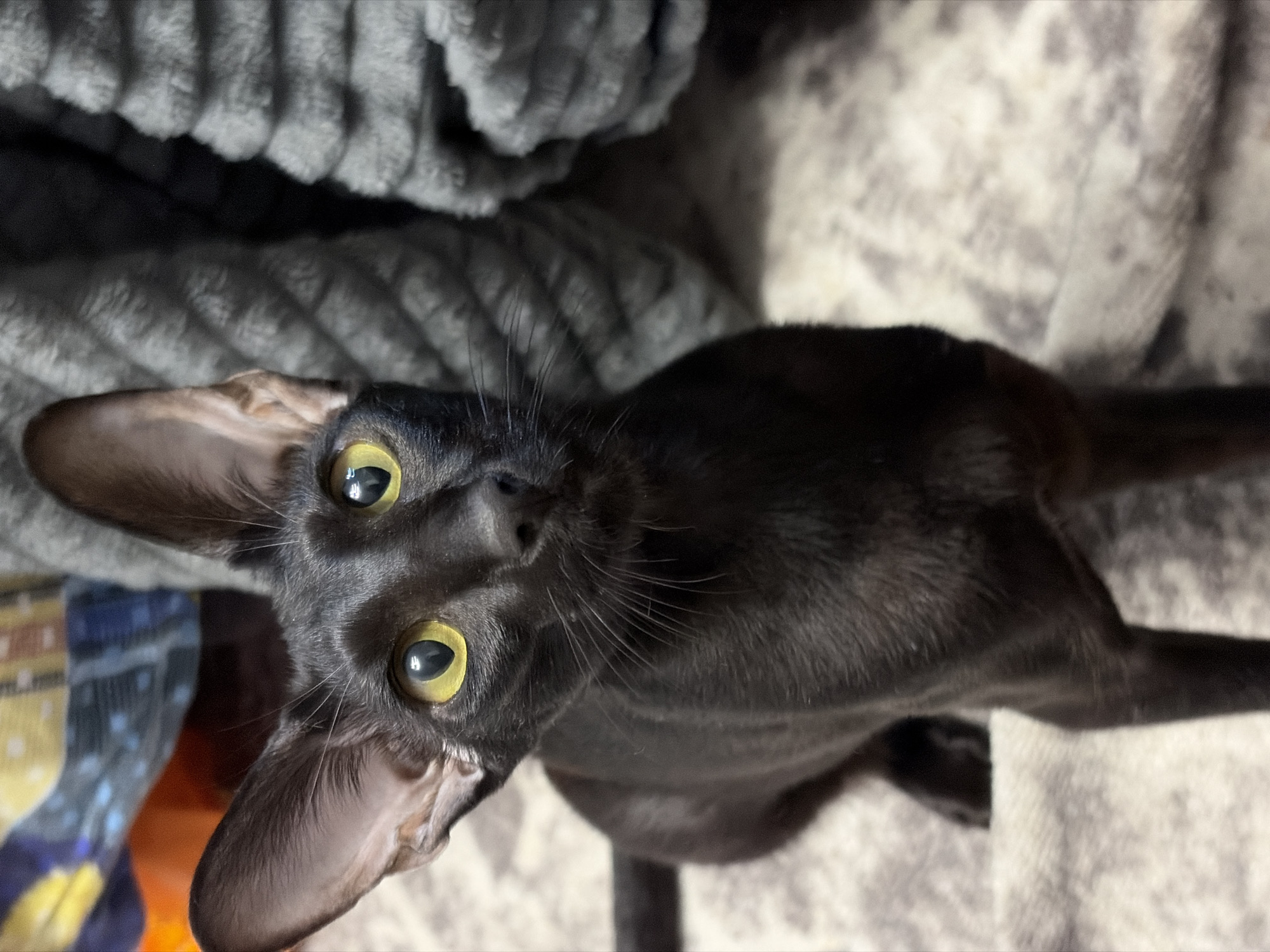 A black cat with large ears and yellow eyes sits on a textured, light-colored blanket. Behind the cat, a dark gray, textured blanket is visible. To the upper left, a blurred background shows colorful fabric. The cat is looking upwards and slightly to the left. There are no people or signs of the city of Chaikovsky, Russia.