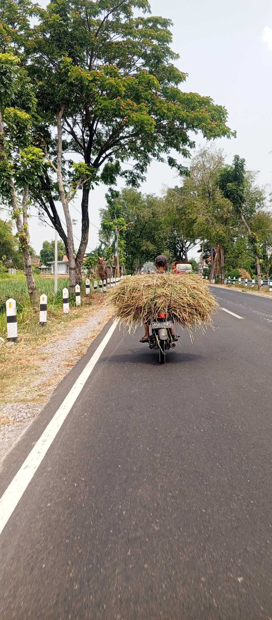 In Kledokan, Indonesia, on a paved road with a white line marking the lane, a person is riding a motorcycle. The motorcycle is loaded with a large bundle of dried grass or hay, which is piled high behind the rider. The rider is wearing a dark cap and a dark shirt. The road is bordered by a gravel shoulder with small, white and black striped posts. To the left of the road, there are fields of tall green grass and trees. In the background, there are more trees and some buildings. The sky is overcast and bright. The overall scene depicts rural life and transportation in the region.