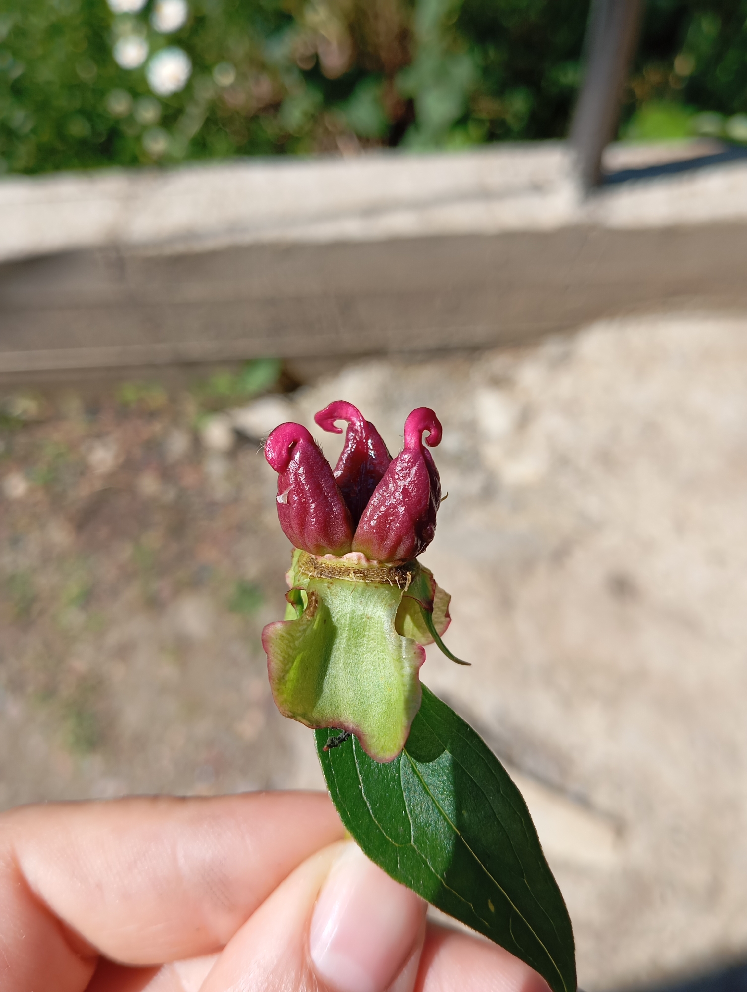 A close-up, overhead shot shows a person's hand holding a small, dark red flower bud with three distinct pointed petals, each curled at the tip. The bud is green at the base and has a single green leaf attached. The background is out of focus, with blurred green foliage and white flowers, and a light-colored concrete structure. The lighting suggests it is daytime, with sunlight casting shadows. The image was captured in Orenburg, Russia.