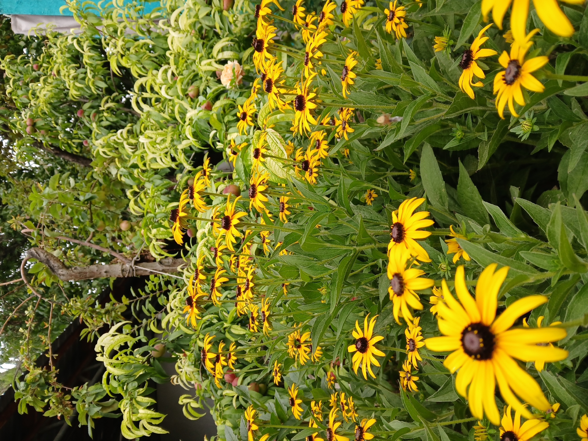 This is a medium shot photograph of a garden filled with black-eyed Susan flowers in bloom. The flowers are a vibrant yellow with dark brown centers and are densely packed together, filling most of the frame. Behind the flowers, there is a blurred background of green foliage from trees, some of which have small fruits on them, likely peaches. The overall impression is of a lush, summery garden. The location is identified as Коктал, Kazakhstan.