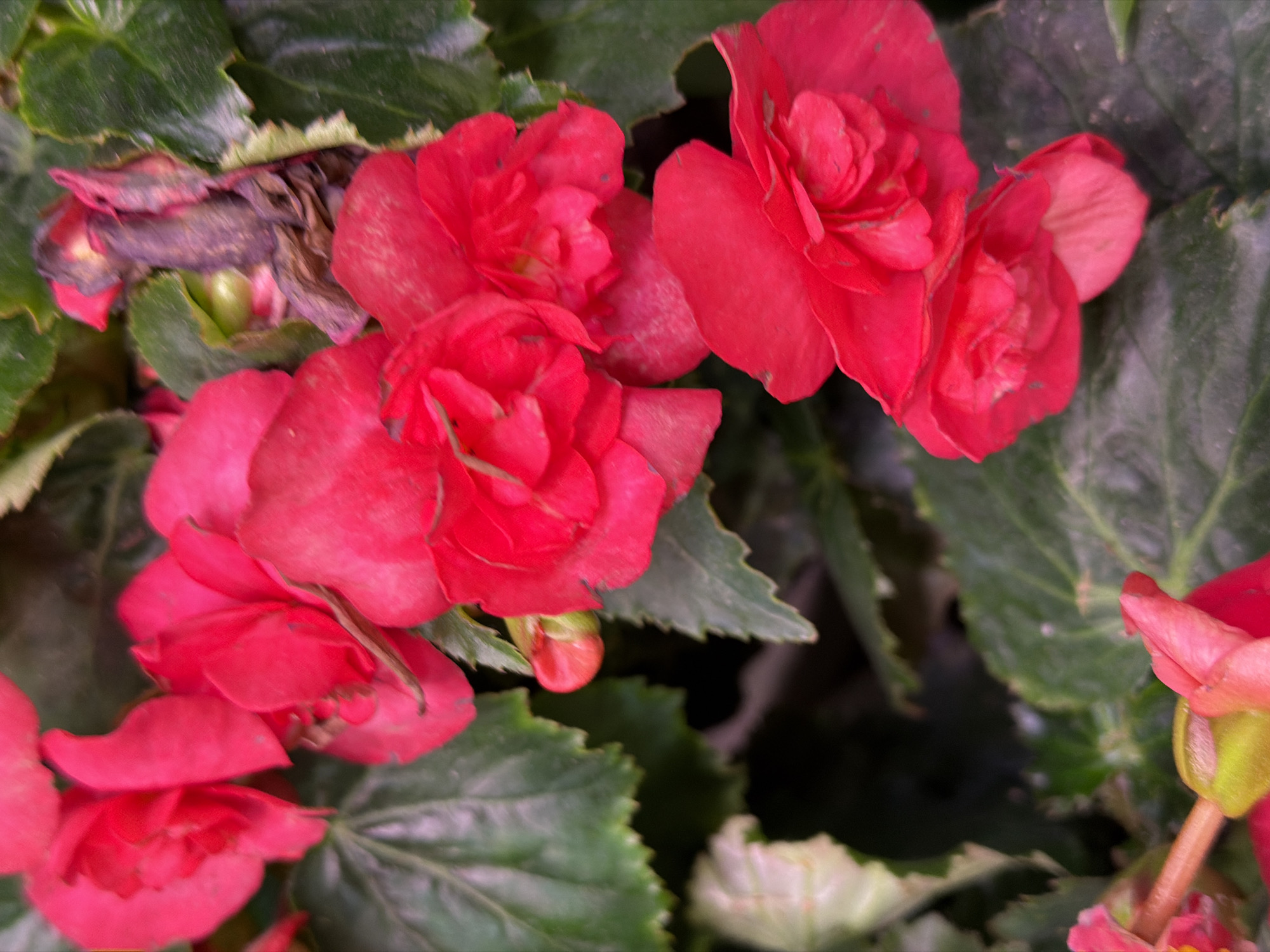 A close-up, vertical shot captures several vibrant red begonia flowers nestled amongst deep green leaves. The petals of the blossoms are ruffled and layered, displaying a rich, saturated red hue with subtle lighter pink undertones and some appearing slightly dusty. Some of the flowers are in full bloom, while others are buds. The background is a blur of green foliage and darker shadows, creating a sense of depth and focusing attention on the bright flowers in the foreground. No people or specific city locations are identifiable in this image.