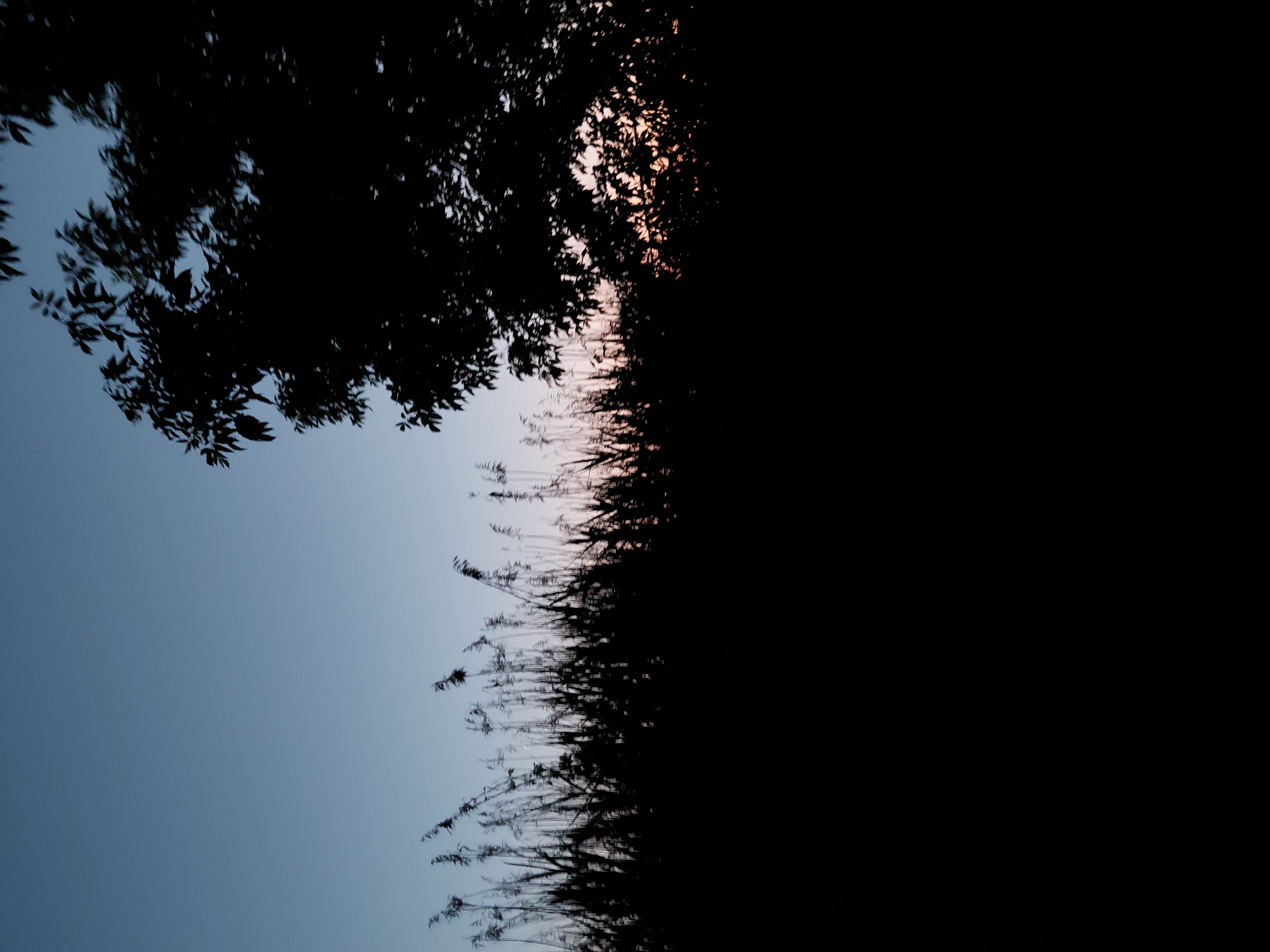This is a dimly lit outdoor photograph taken at dusk, with the sky exhibiting a gradient of pale blue and hints of orange and pink near the horizon. In the foreground, a dense, dark silhouette of tall grass or reeds stretches across the lower half of the frame. Above the reeds, the dark silhouette of a tree with visible leaves is positioned in the upper right portion of the image. The overall impression is one of a serene, natural landscape at the end of the day. There are no people or any specific man-made objects visible. This photograph appears to be taken in the city of Ustyvytsia, Ukraine.