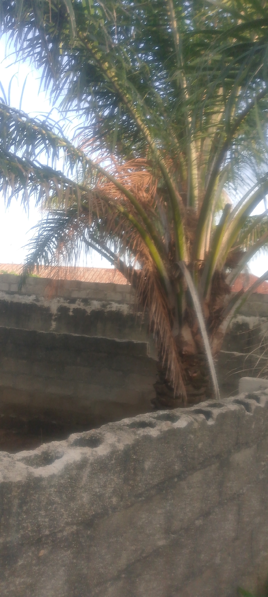 The image shows a close-up view of a palm tree with some dry, brown fronds mixed with green ones, set against a sky that is bright and slightly hazy. In the background, there is a wall constructed from concrete blocks. Below the palm tree, there are sections of what appear to be concrete structures, possibly a tiered or stepped wall, with a rough, weathered surface. In the foreground, a rough concrete barrier or wall is visible, with a textured surface and distinct indentations or holes along its top edge. The overall scene suggests an outdoor environment within a built-up area, possibly a residential or semi-developed part of Jalingo, Nigeria, given the prevalence of concrete construction and palm trees in such regions.