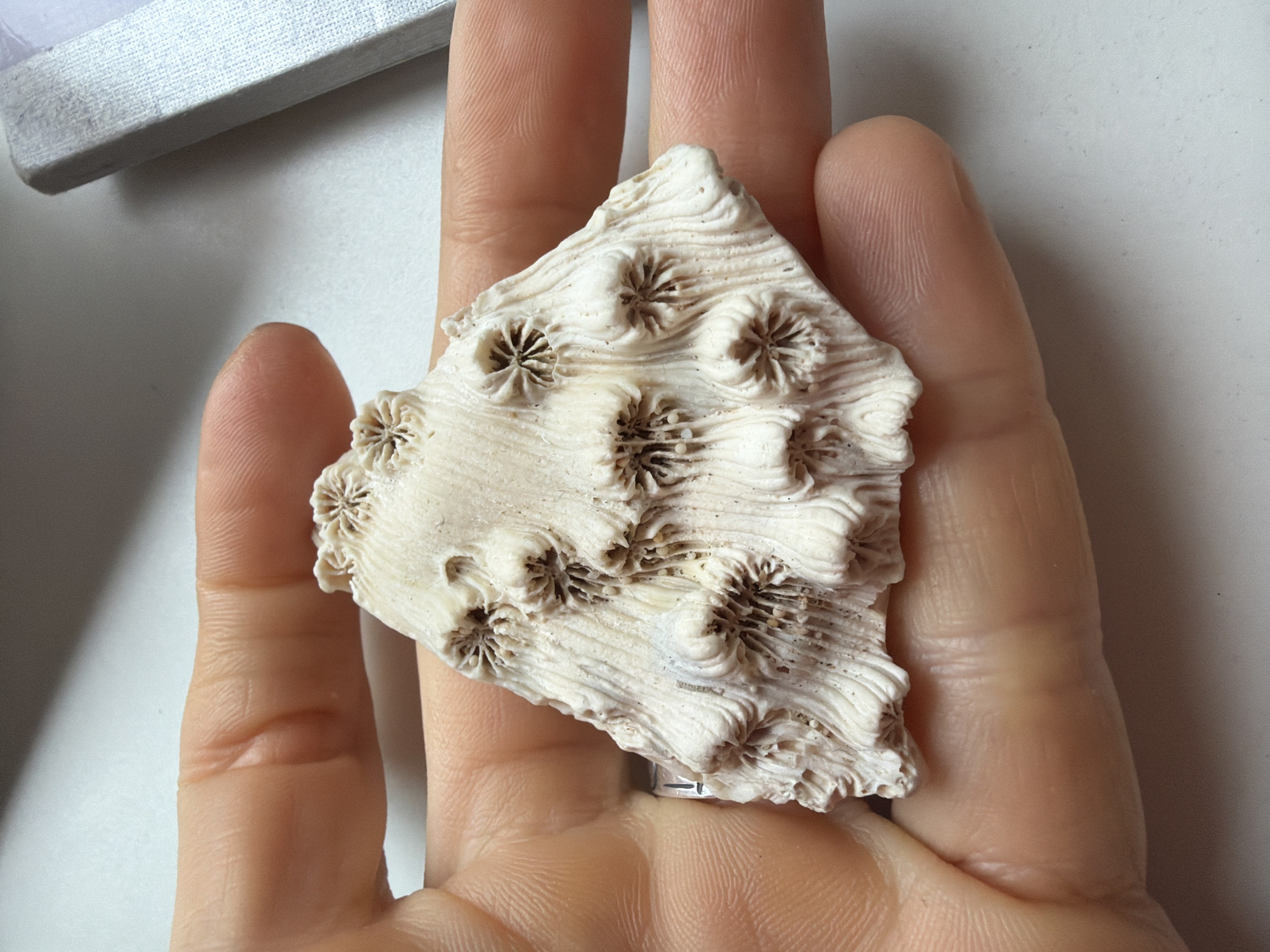 A fragment of white fossilized coral, featuring multiple star-shaped patterns, rests in the palm of a hand. The hand is fair-skinned and the fingers are slightly curved. A silver ring is visible on one of the fingers. The background is a plain, light surface. A corner of what appears to be a grey box is visible in the upper left corner. The location of the image is impossible to discern. Saint Petersburg is not apparent in the image.