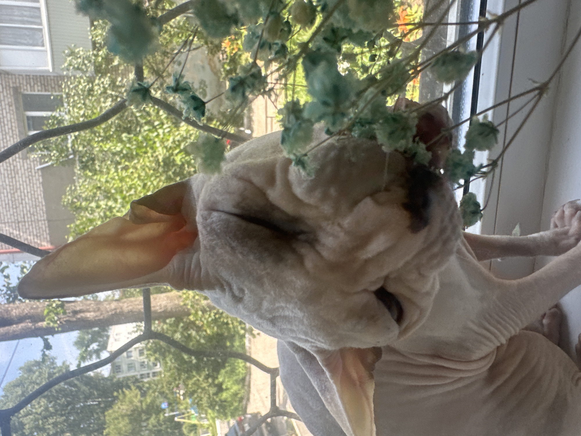 The image shows a light-colored Sphynx cat sitting on a windowsill, with its head turned towards a branch with small, blue-green flowers. The cat's skin is wrinkled, and its large ears are prominent. The background is blurred, showing trees, a building with a balcony, and what appears to be a playground with a slide. Through a wire fence in the foreground, a car is visible parked outside. The scene suggests a domestic setting, likely an apartment with a view of an urban area. The location is confirmed as Togliatti, Russia, by external metadata associated with the image.