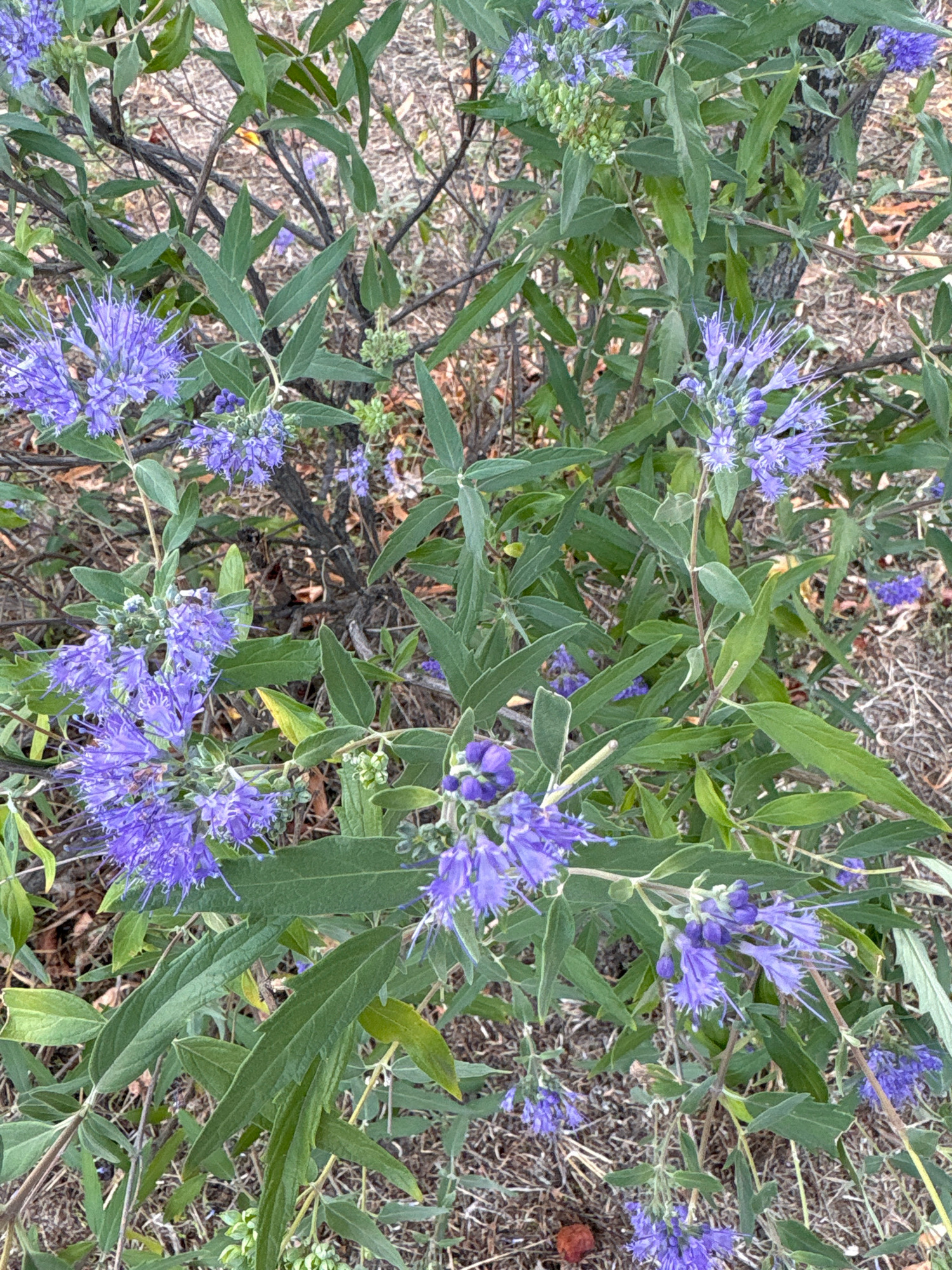 The image shows a close-up view of a plant with numerous small, spiky purple flowers and long, slender green leaves. The flowers are clustered together on thin stems. The background is out of focus and appears to be dry, brown foliage and soil, suggesting an outdoor environment, possibly a naturalistic setting or garden bed. There is a suggestion of a tree trunk on the right side of the image. No people or specific city landmarks are visible. The scene depicts a plant in bloom in a dry, vegetated area.