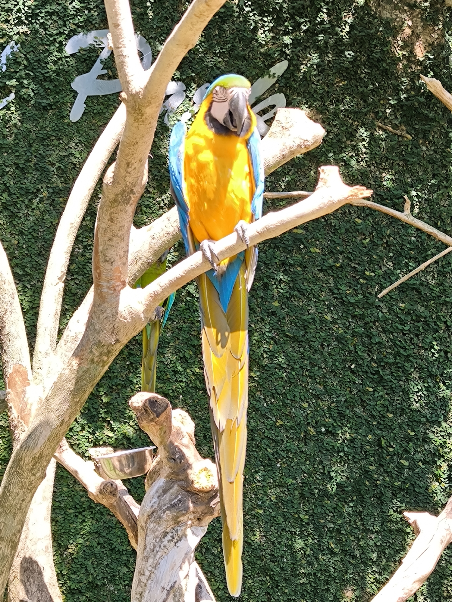 A blue-and-yellow macaw perches on a tree branch in front of a green, leafy wall. The macaw is facing forward, its head tilted slightly. Its body is predominantly yellow with bright blue wings and tail feathers. The tree branch it is perched on is rough and textured. In the background, the green wall appears to be an artificial covering or a dense plant growth. Several other branches are visible in the foreground and background, some bare and others with greenery. A metal dish, possibly a food or water bowl, is attached to a lower branch. The scene is likely an aviary or a tropical garden setting. The location is Sukawati, Indonesia.