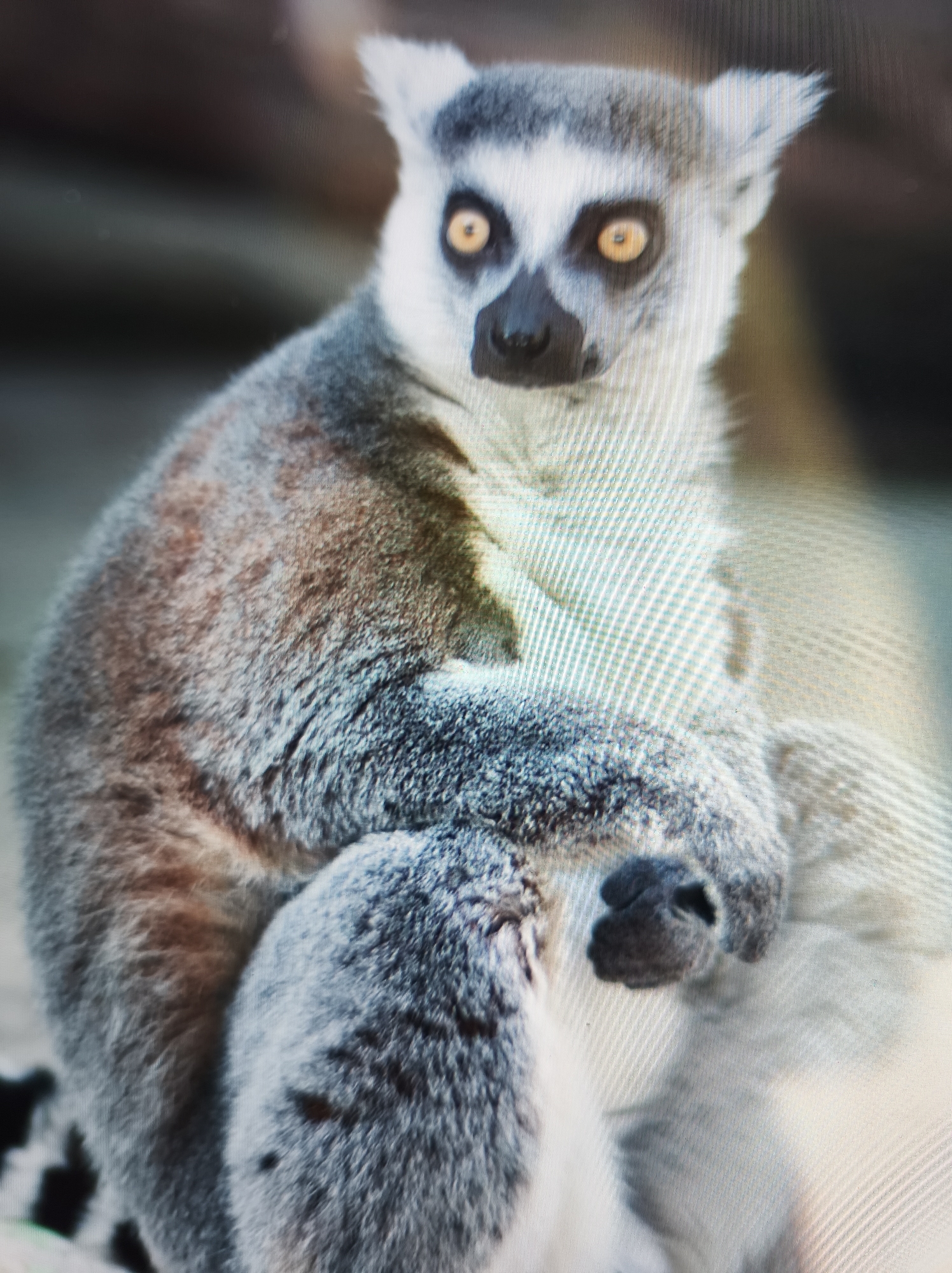 A lemur is depicted in a close-up studio shot. The animal is predominantly gray with white fur around its face and ears. Its eyes are a striking yellow-orange color, contrasting with the dark fur around its nose and mouth. The background is out of focus. There is no indication in the image that it was taken in Budva, Montenegro.