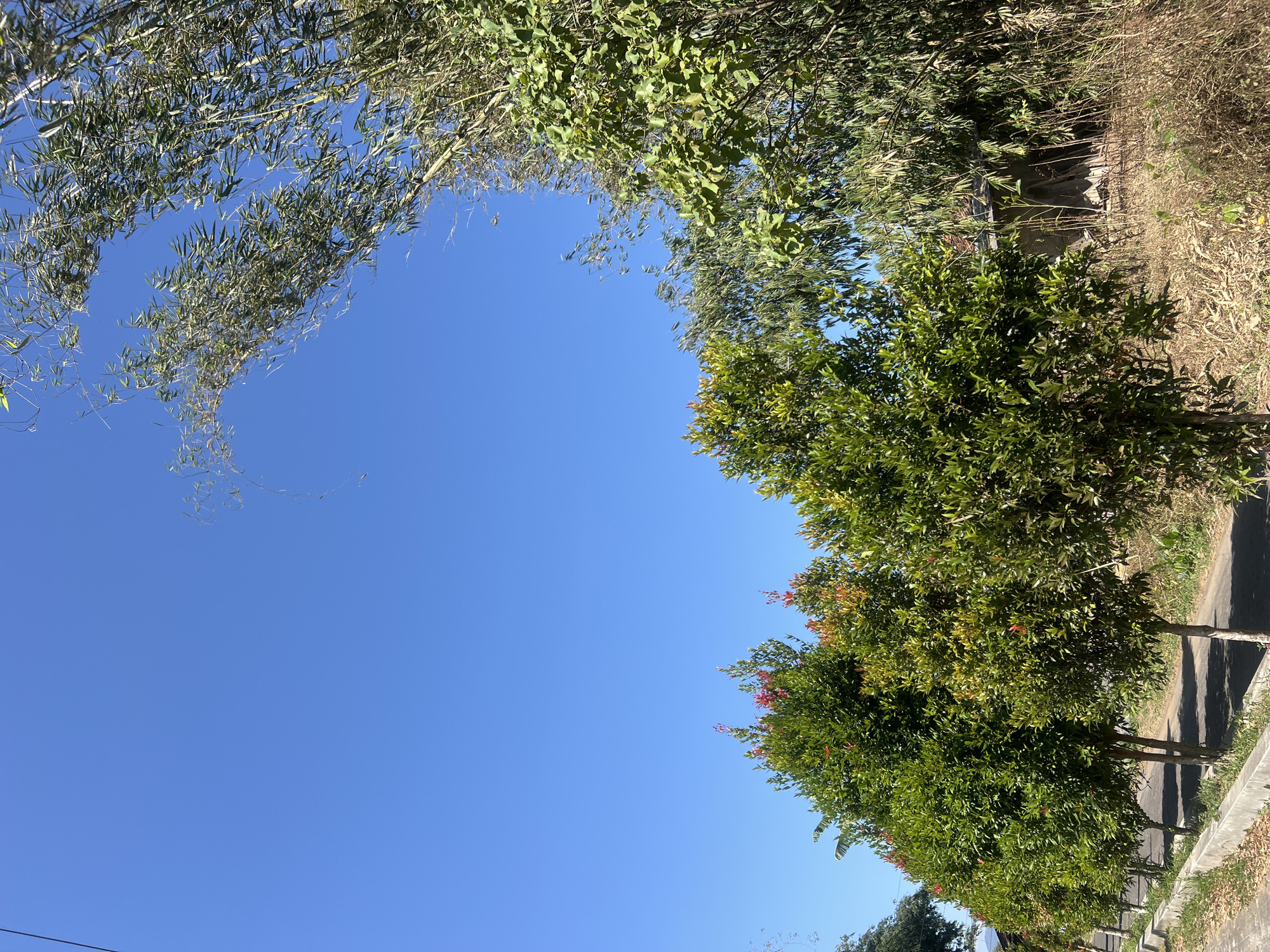 The image depicts a bright, clear day with a vibrant blue sky over a rural landscape. In the foreground, a row of neatly trimmed trees with lush green foliage lines a paved road. Some of these trees have new growth with reddish-pink leaves. To the right of the trees, a dense thicket of bamboo grows, its slender stalks reaching towards the sky. In the background, a simple structure with a tiled roof is partially visible through the vegetation, suggesting a residential area or a small building within the community of Temanggung, Indonesia. The ground beside the road is covered in dry grass and fallen leaves, indicating a warm, possibly dry season. The overall scene conveys a sense of tranquility and natural beauty characteristic of the Indonesian countryside.