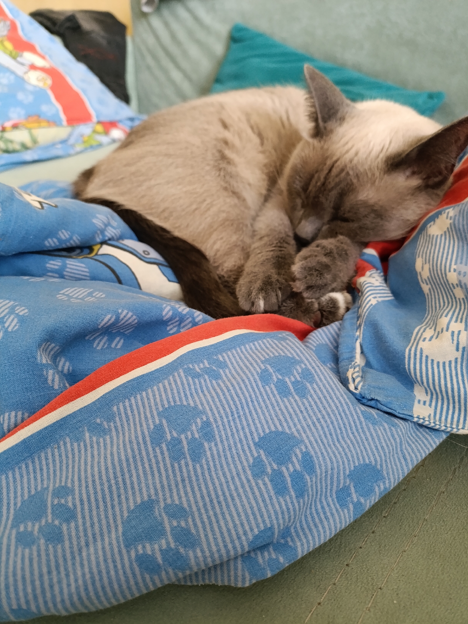 A Siamese cat is sleeping on a blue and red blanket with paw prints. The blanket is on a green couch. A teal pillow is behind the cat. The location is Chaikovsky, Russia.