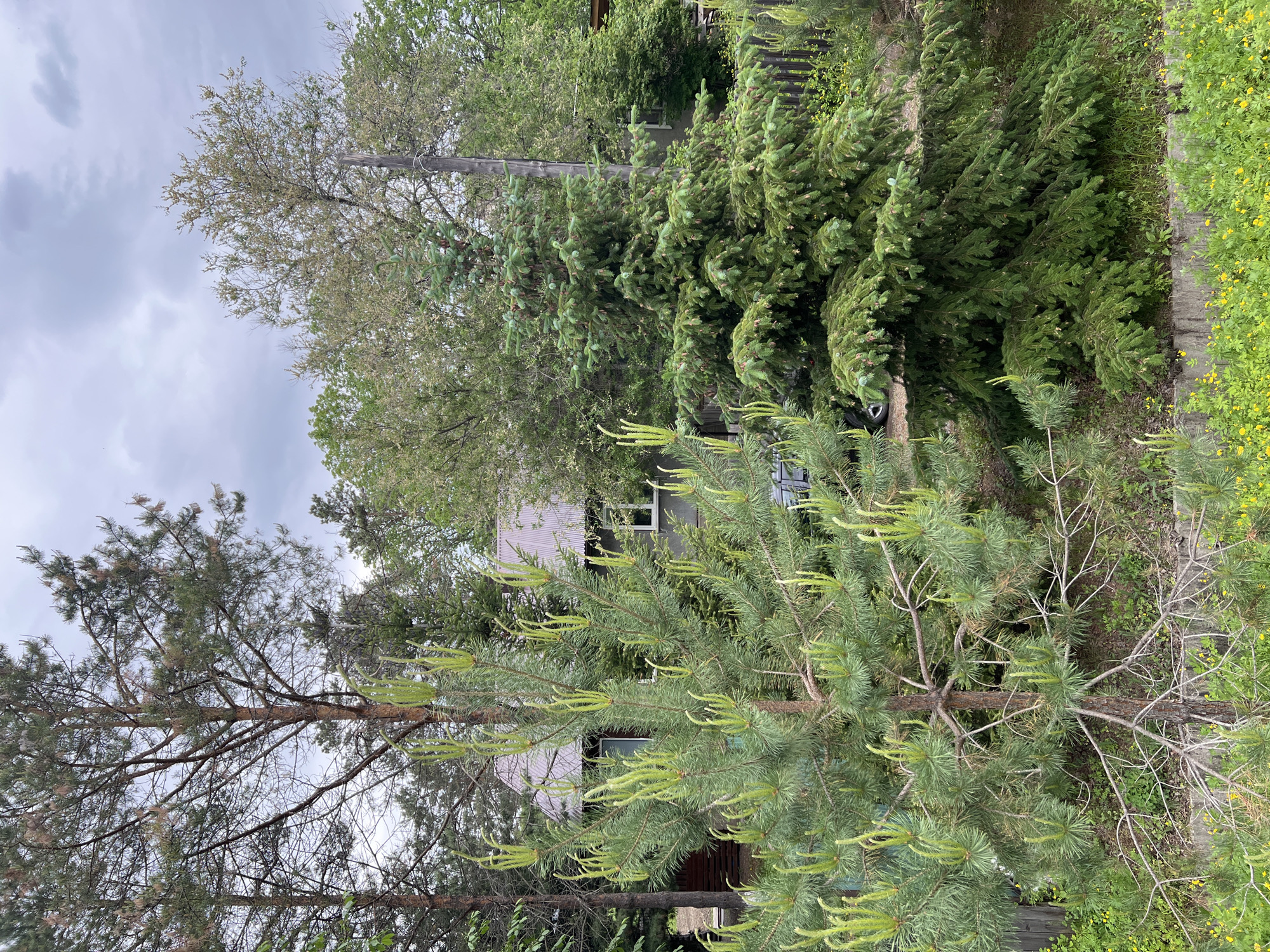 This outdoor scene captures a lush, verdant landscape under an overcast sky, characteristic of late spring or early summer in Khor, Russia. The image is filled primarily with various trees and greenery, suggesting a residential or semi-rural setting.
In the foreground, a prominent pine tree dominates the lower-right and central portions of the frame, showcasing distinctive long, light-green new growth, often referred to as "candles." Its mature needles are dark green, and some of its branches are visible lower down. To the right, at the bottom, there is green ground cover interspersed with numerous small yellow flowers, bordering a straight, gray concrete or stone edge.
Behind the foreground pine, a dense stand of dark green coniferous trees, likely spruces, stretches across the midground. These trees appear mature, with visible cones among their needles. Towards the center, a tall wooden utility pole rises vertically, partially obscured by the foliage. Behind the spruces, parts of a house or cabin are visible, featuring a gray corrugated metal roof and white-framed windows.
In the background, against the cloudy, light-gray sky that fills the upper-left quadrant, stands a tall, slender deciduous tree with lighter green, almost yellowish foliage, possibly in bloom or recently leafed out. Another pine branch is partially visible in the upper-right corner.
The sky is uniformly cloudy, indicating overcast weather without direct sunlight. No people or animals are visible, and there is no discernible activity taking place. No visible text is present in the image.